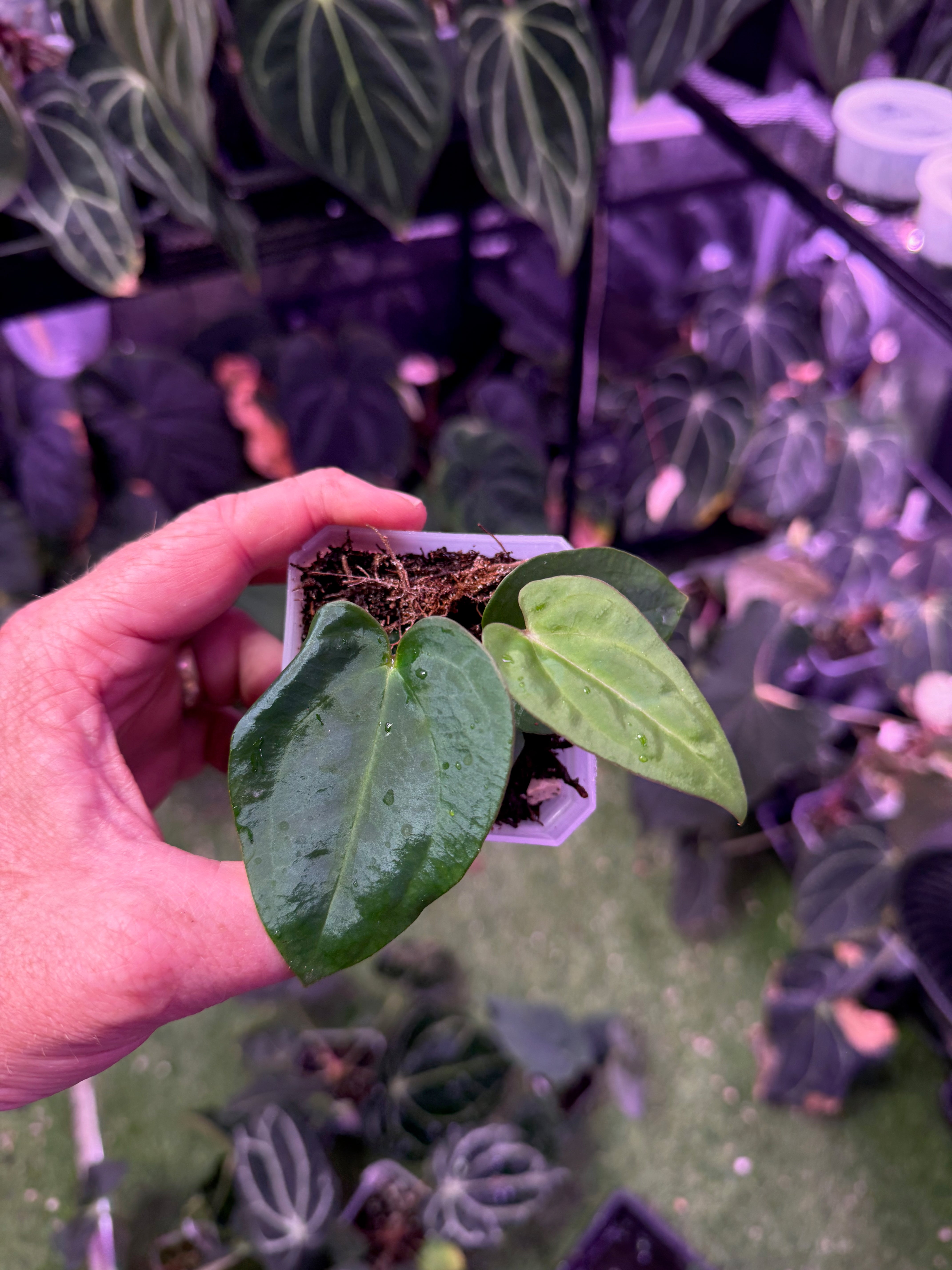 Anthurium “Black Cherry” X carlablackiae RA8 - A