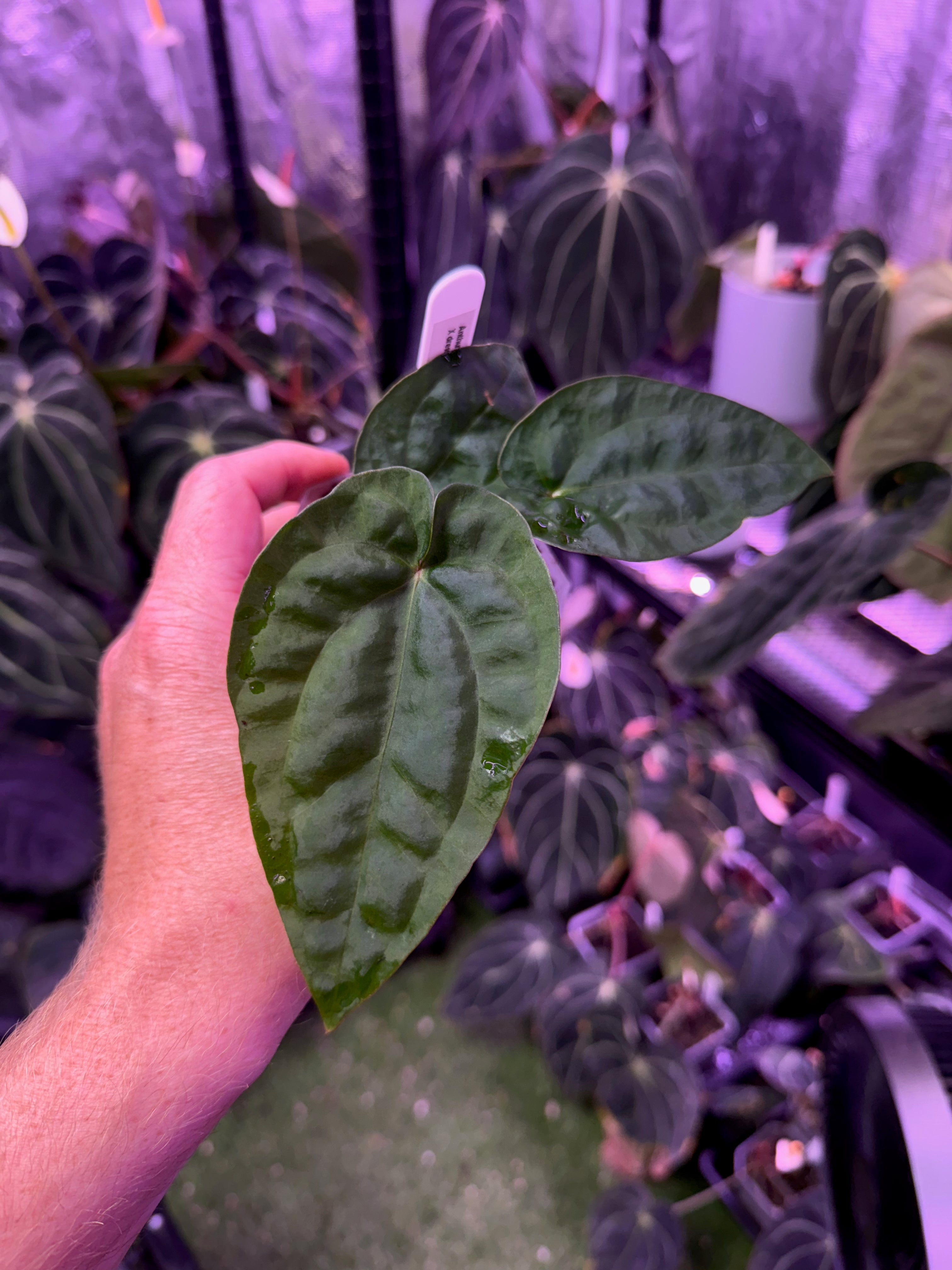 Anthurium "Udaka" x dressleri RG founder clone #2 A