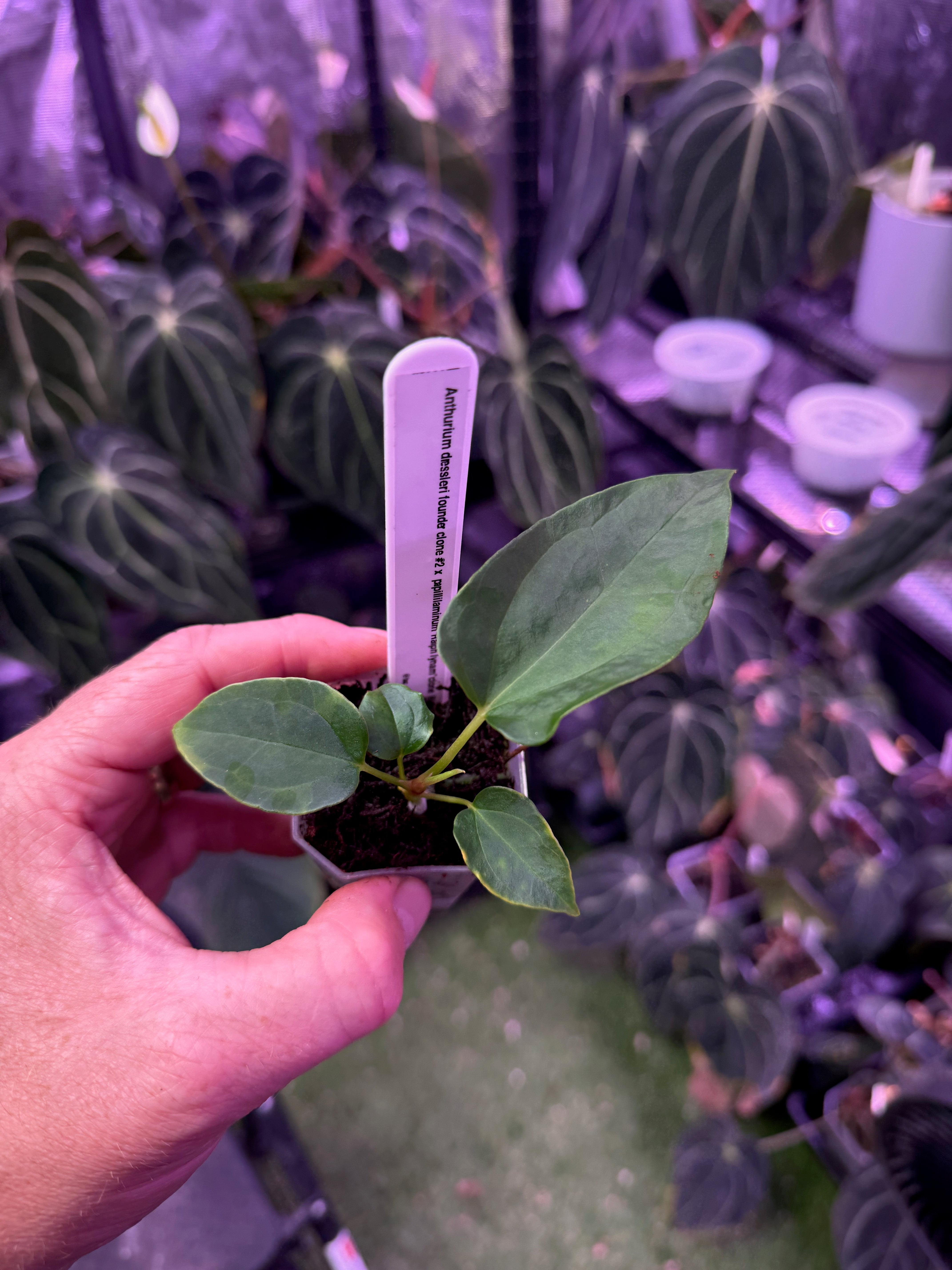 Anthurium dressleri RG Founder clone #2 x papillilaminum "Ralph Lynman" clone B