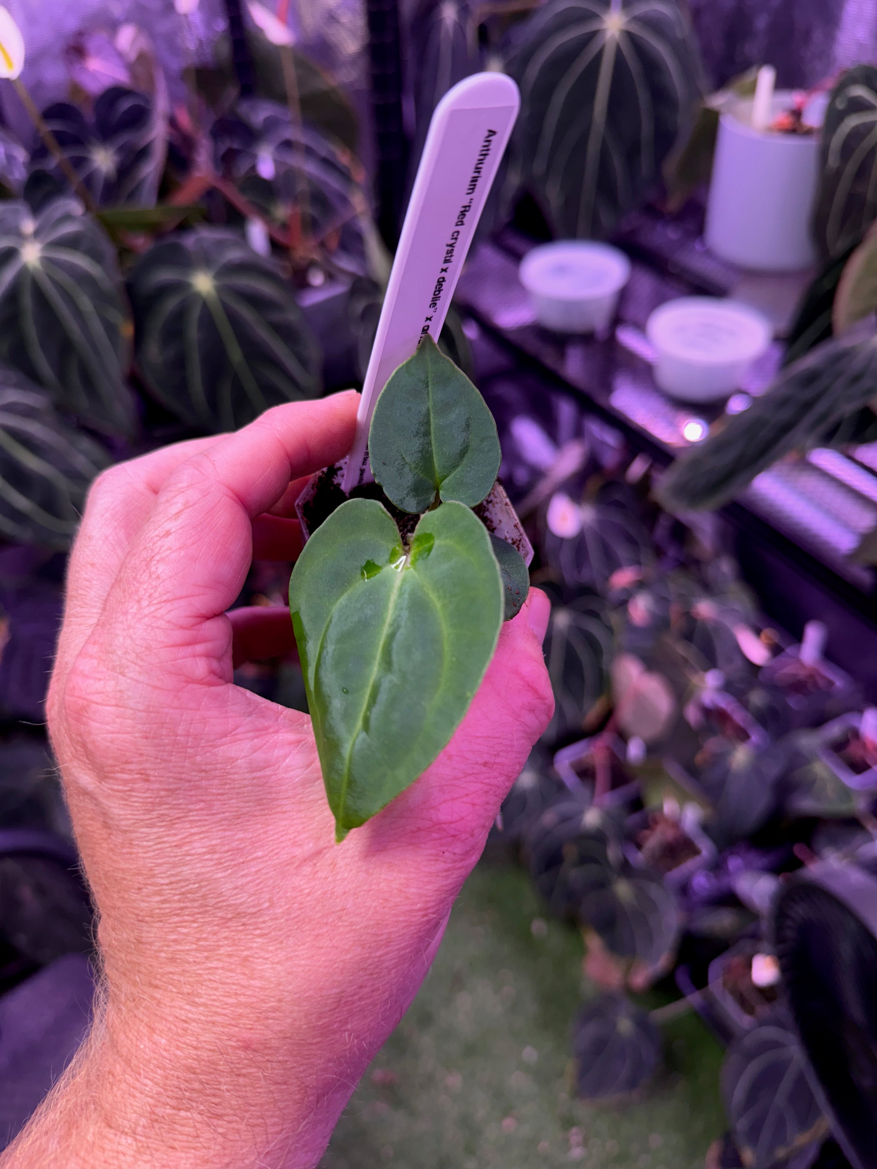 Anthurium (Red crystal x debile) x carlabalckiae RA8 A