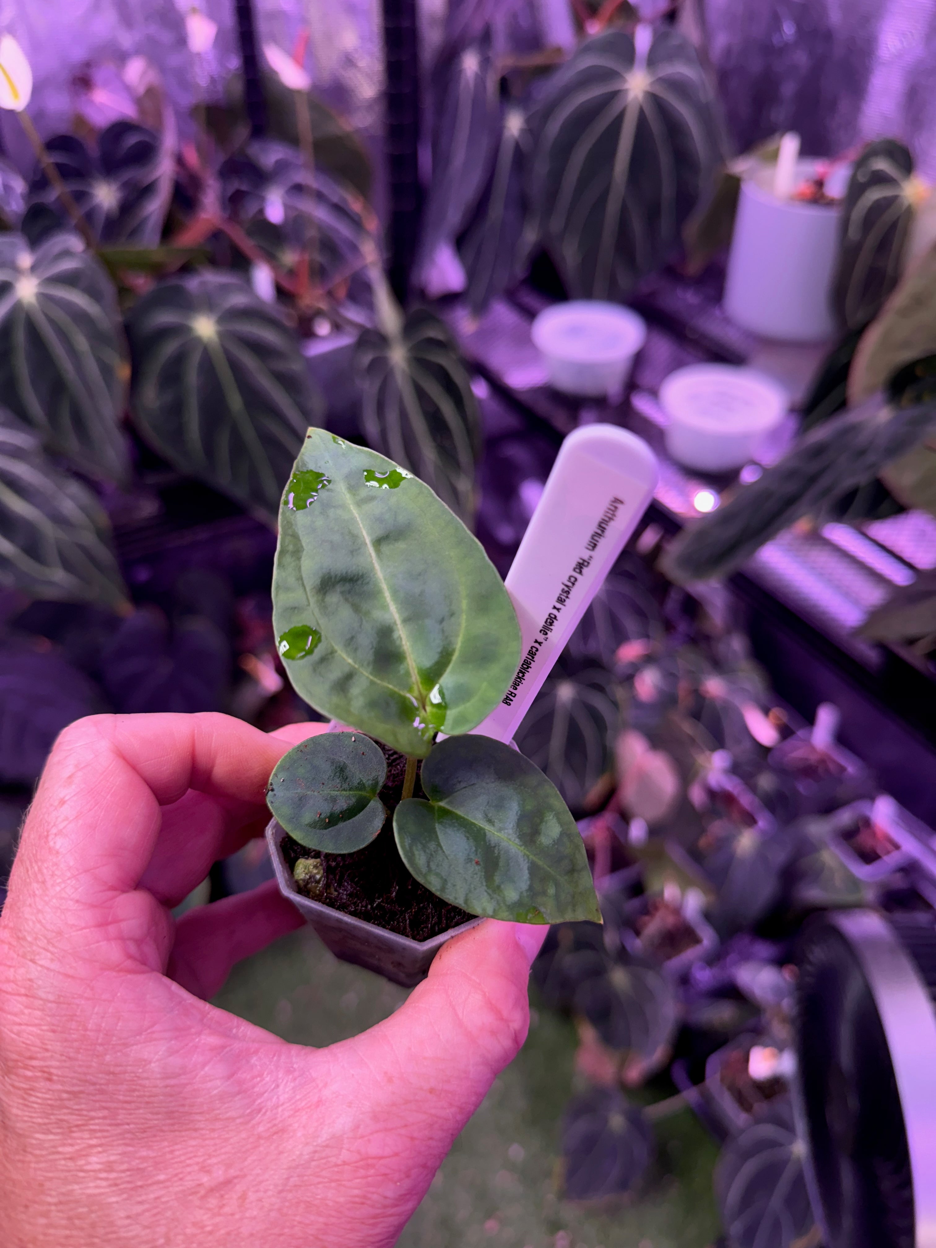 Anthurium (Red crystal x debile) x carlabalckiae RA8 B
