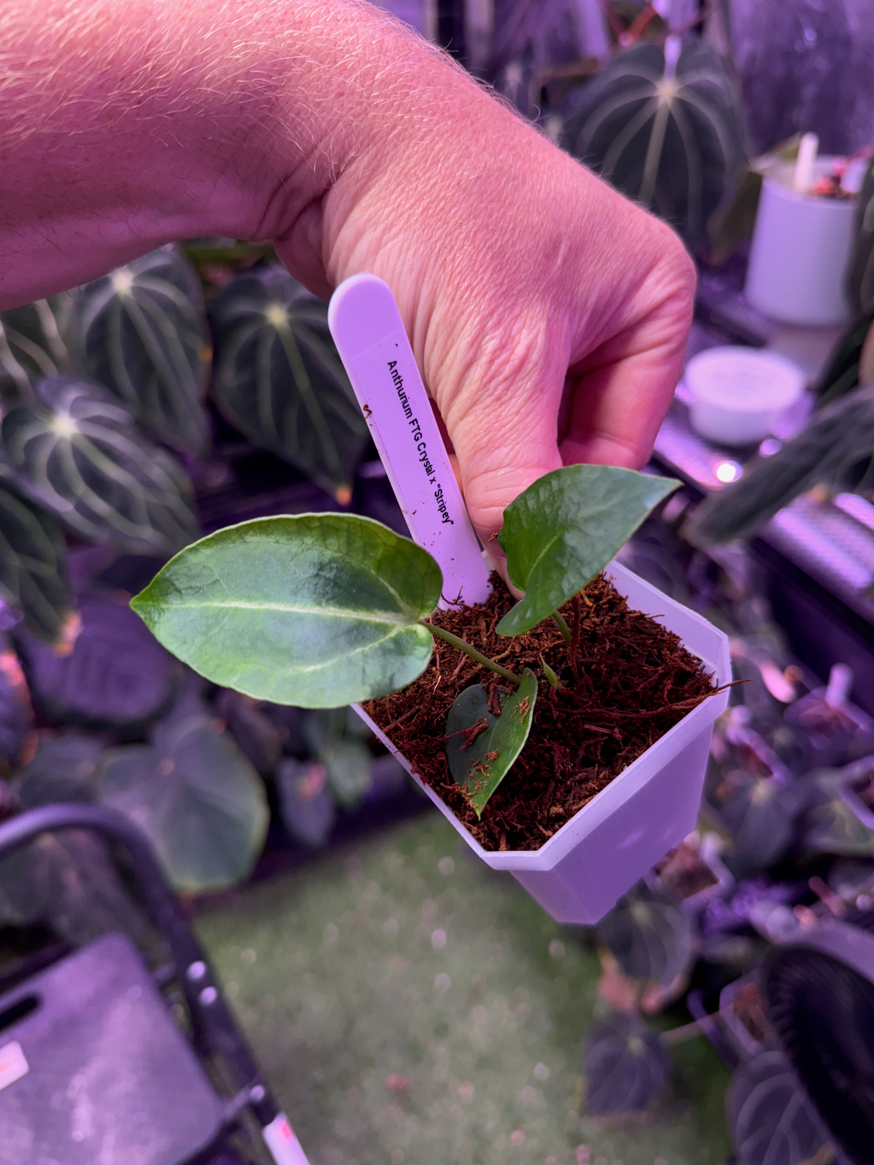 Anthurium FTG F2 x Stripey - A
