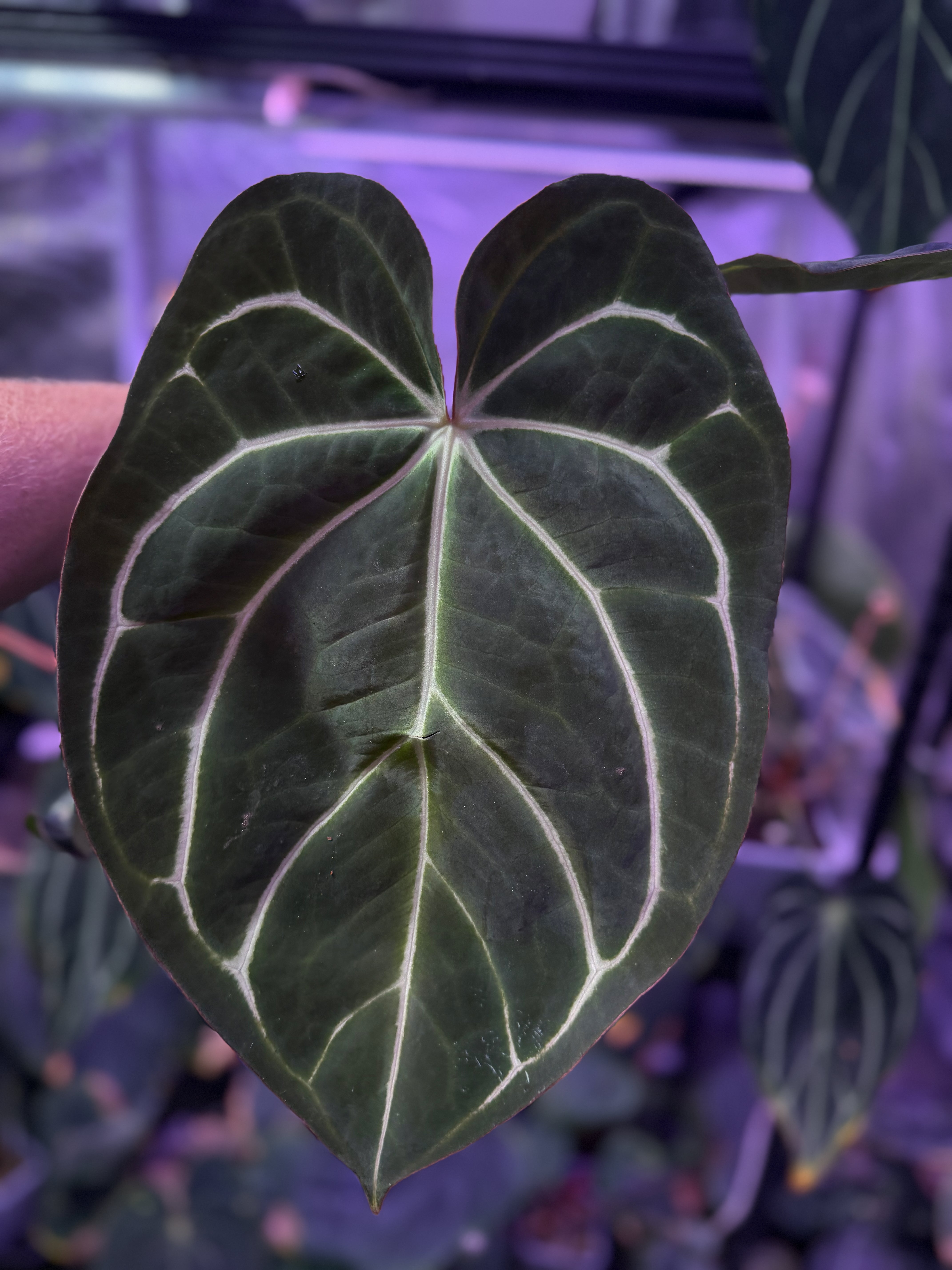 Anthurium carlablackiae OG4 x RA8 XL