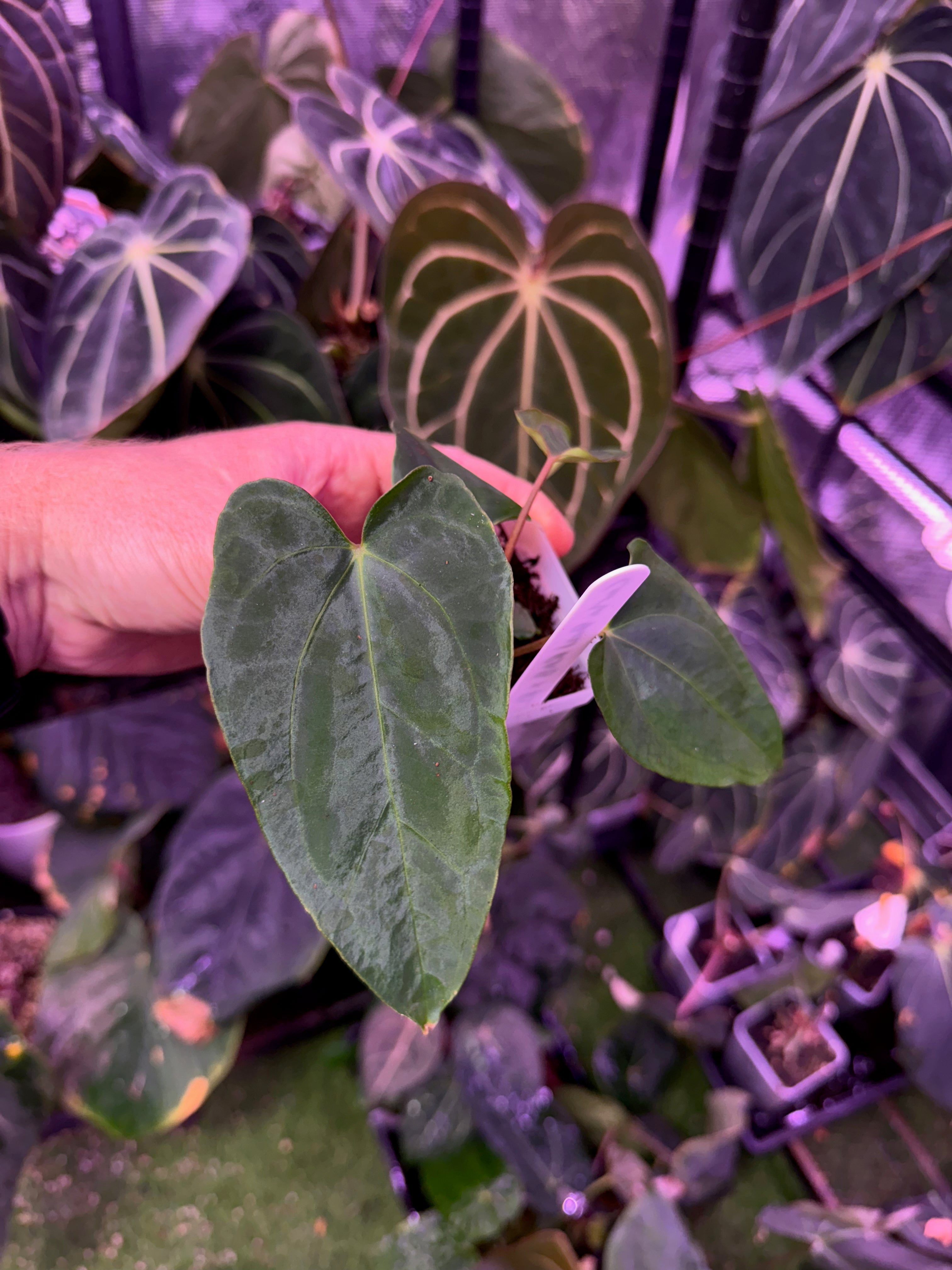 CaRL 2.0 - Anthurium carlablackiae “BUZ1 x RA8” X papillilaminum “Ralph Lyman” B