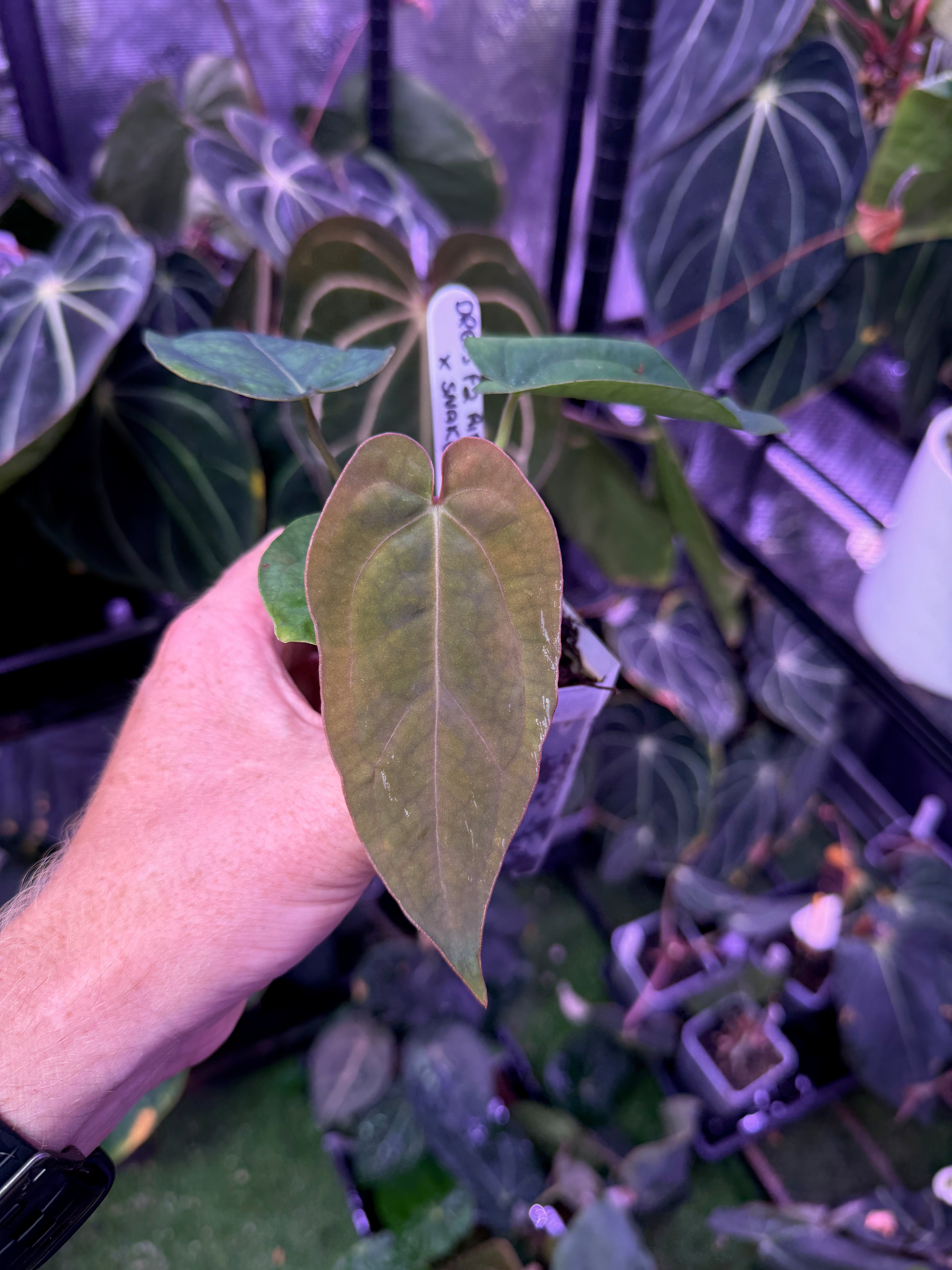 Anthuirum dressleri RGf2 "Justin" x "Snake Oil Buz 2"