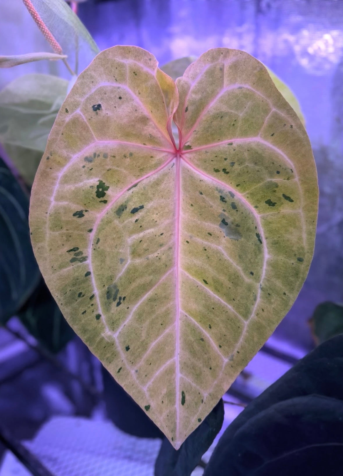Anthurium Tezula ‘Red Crystal’ x Snake Oil