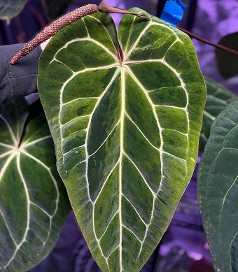 Anthurium Udaka x Snake Oil Buz2