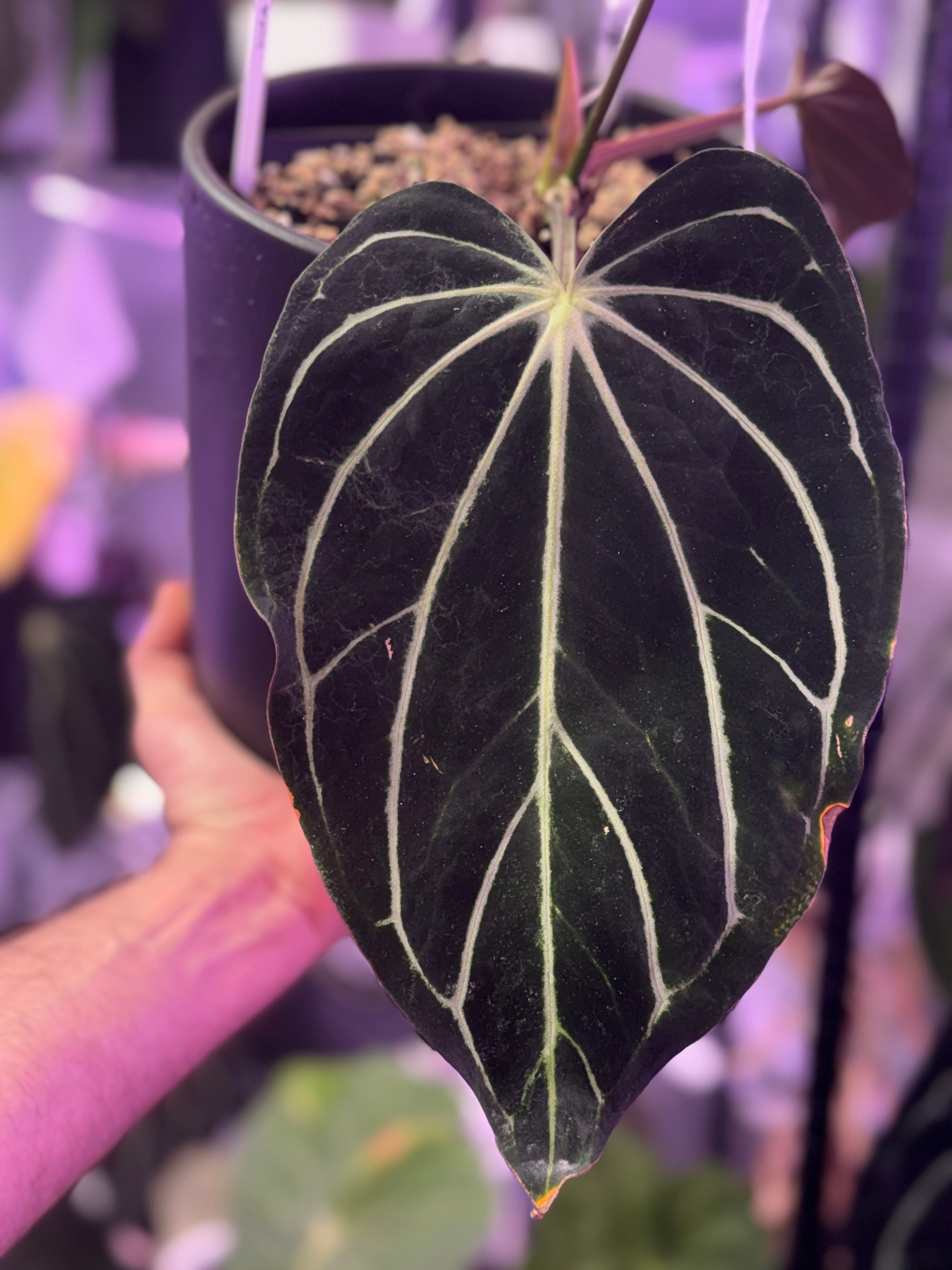 Anthurium carlablackiae (RA4 x PM1) x (Buz1 x RA8)