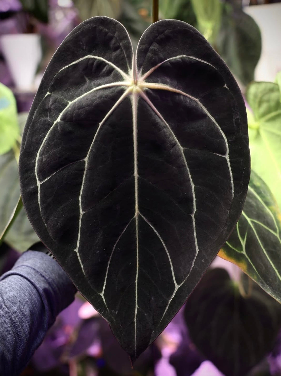 Anthurium carlablackiae “Round x GPH001” x “Black Widow x Michelle”