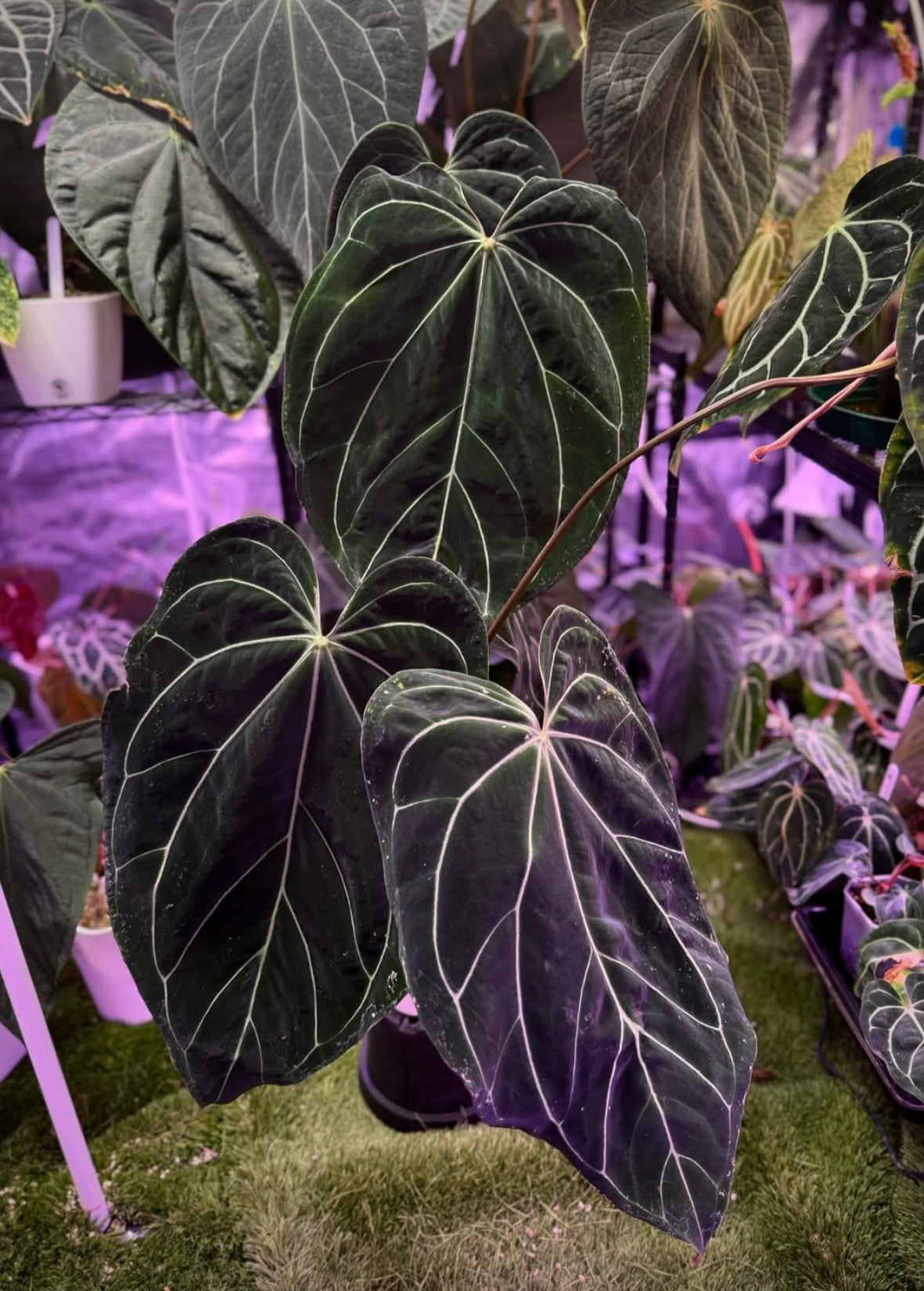 Anthurium cf. crystallinum x Tim Anderson Stripey