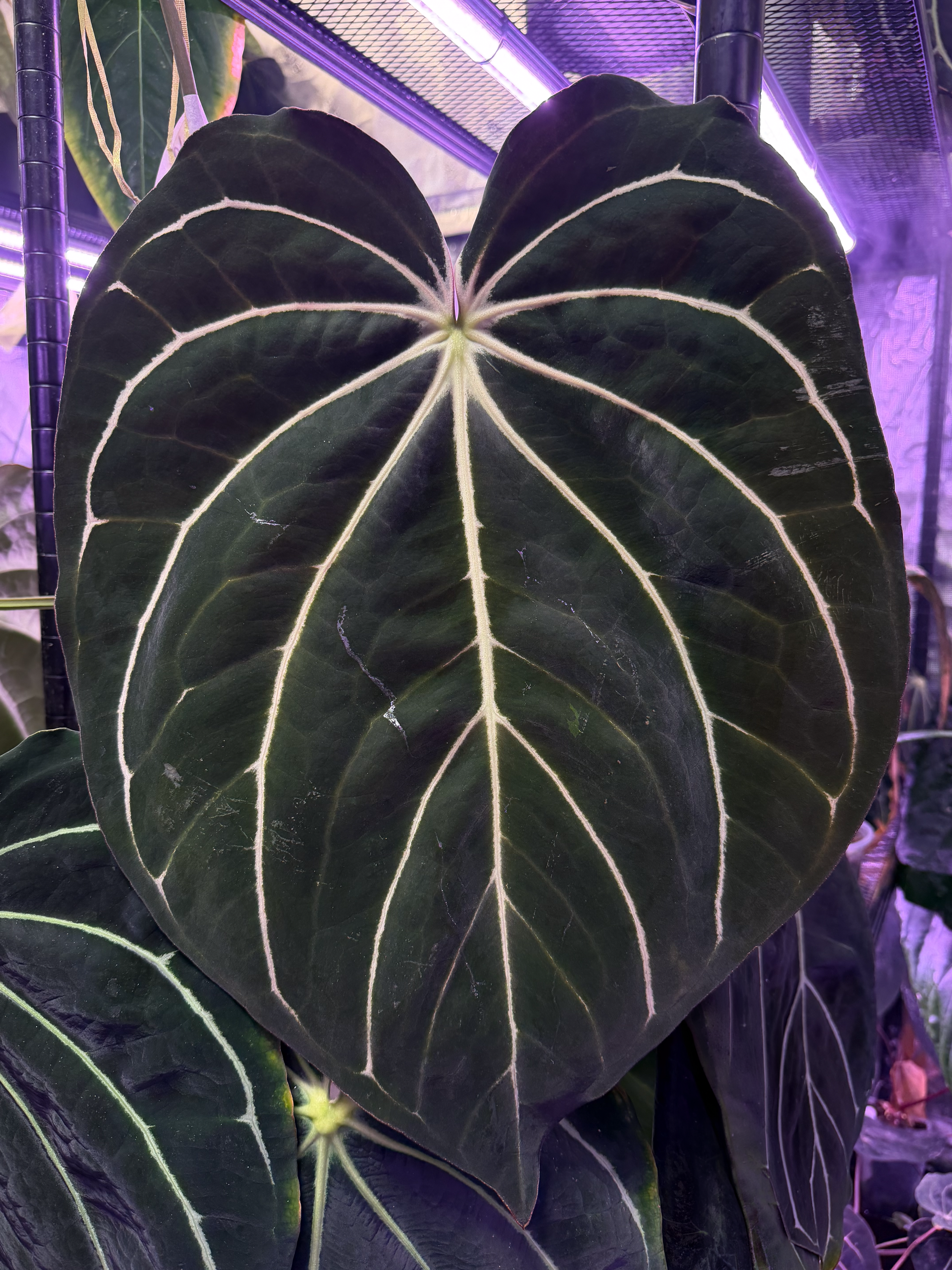 Anthurium carlablackiae Distrect x (BVEP x “Black Widow x Michelle”)