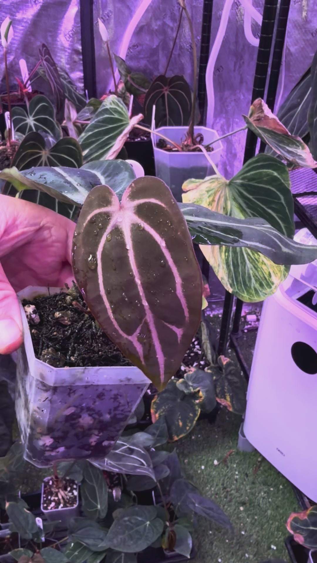 Anthurium carlablackiae “GPH001 x self” X “RA5x10” A
