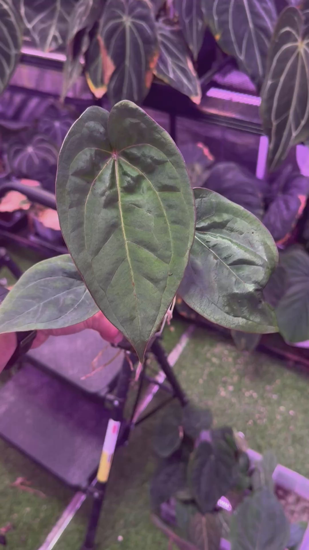 Anthurium dressleri x carlablackiae x RVDP