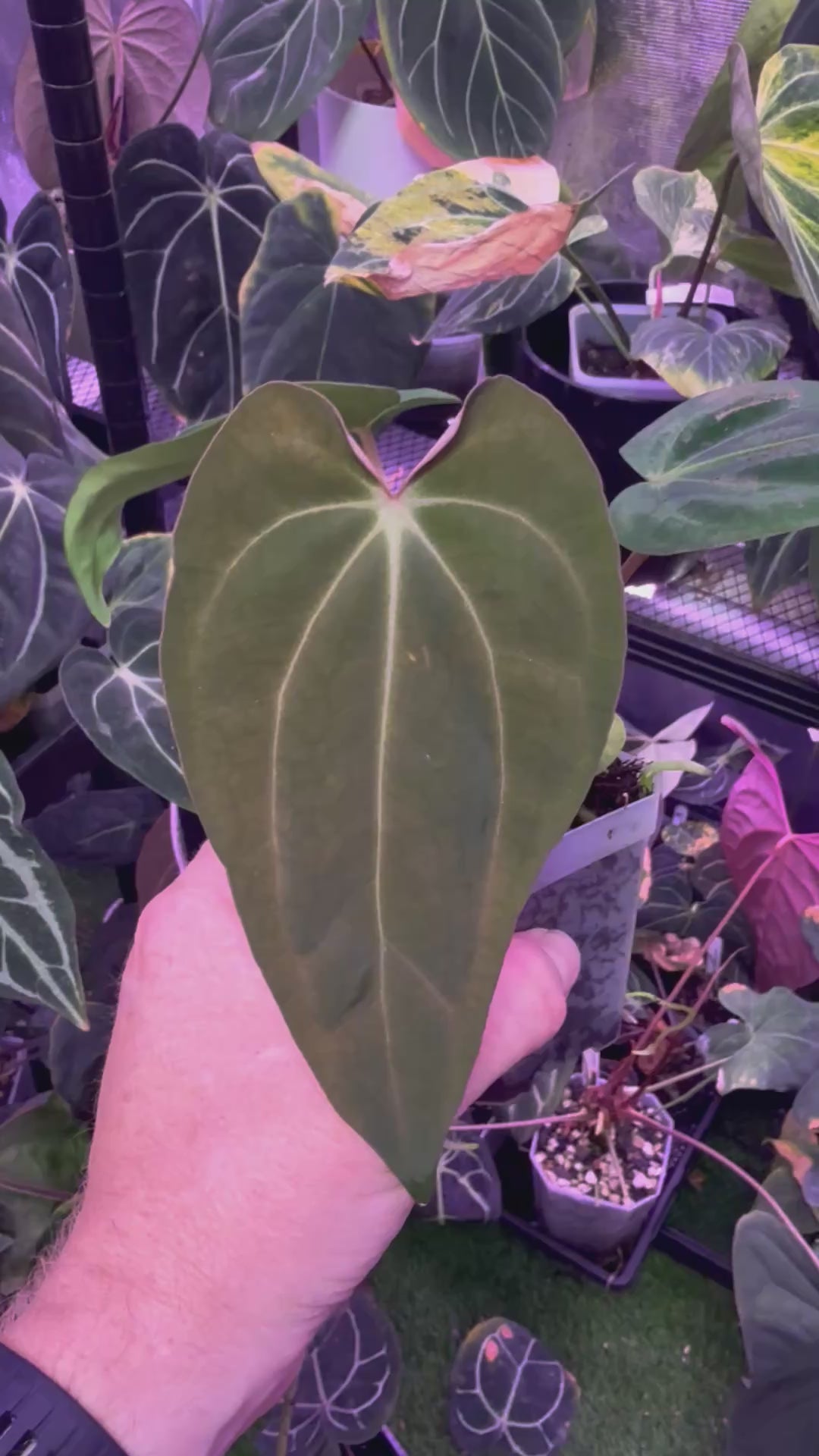 Anthurium carlablackiae 'District' X sp. nov. DF