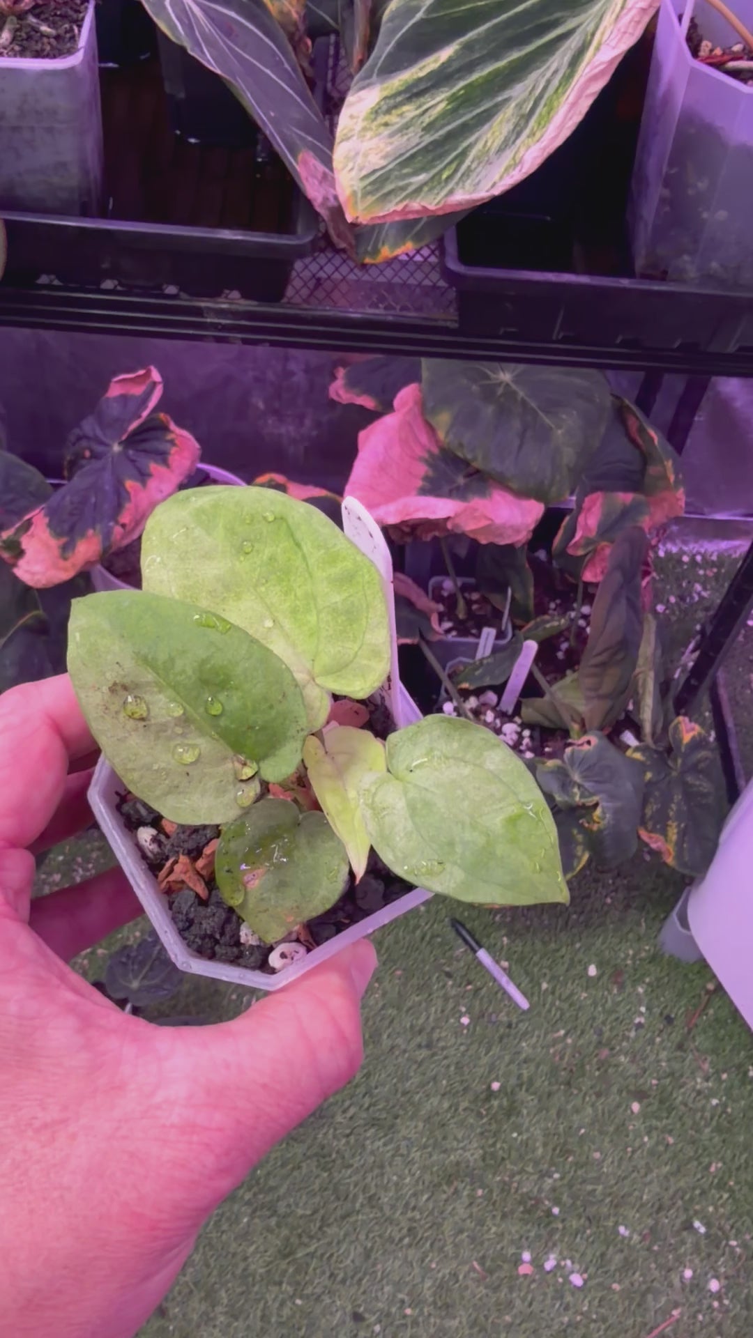 Anthurium "Snake Oil Buz 2" X "Black Cherry" - variegated seedling 03