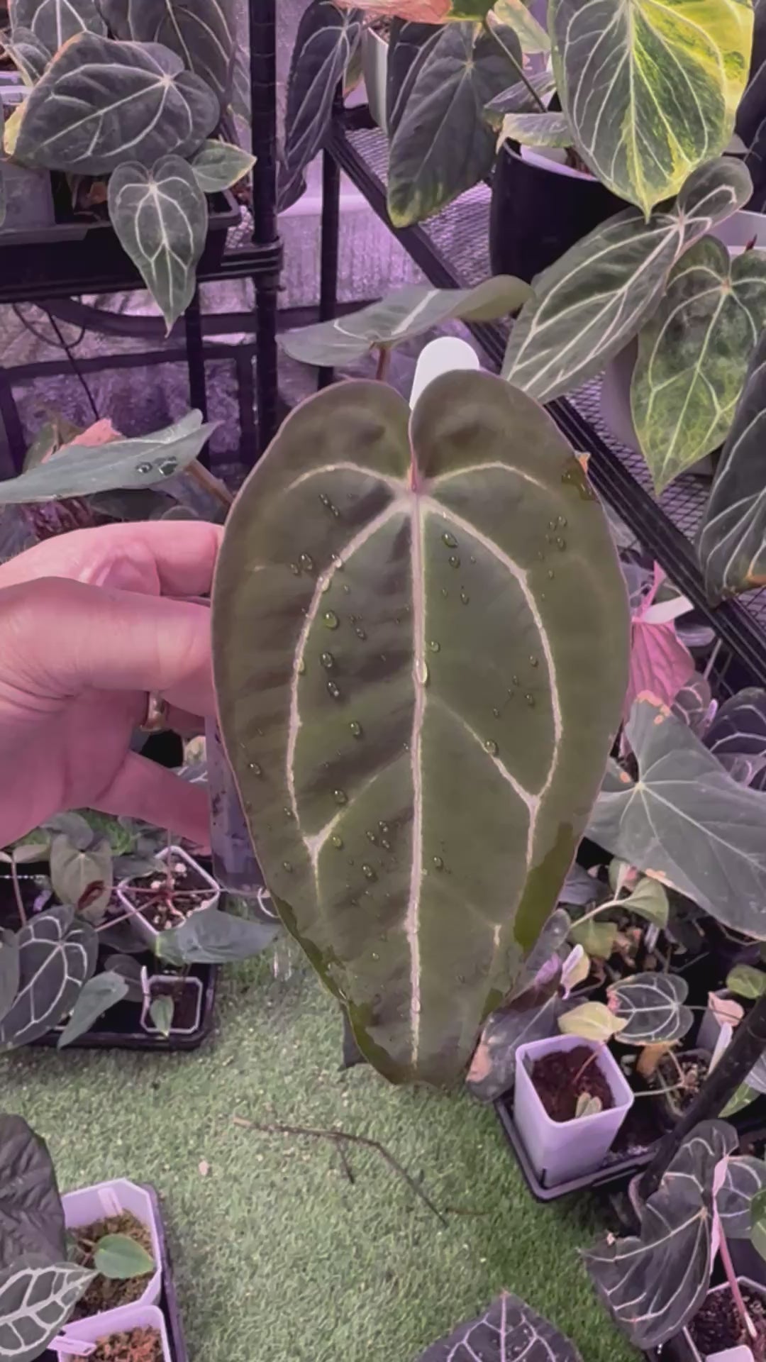 Anthurium carlablackie 'Round xGPH001' X Black widow x Michelle C
