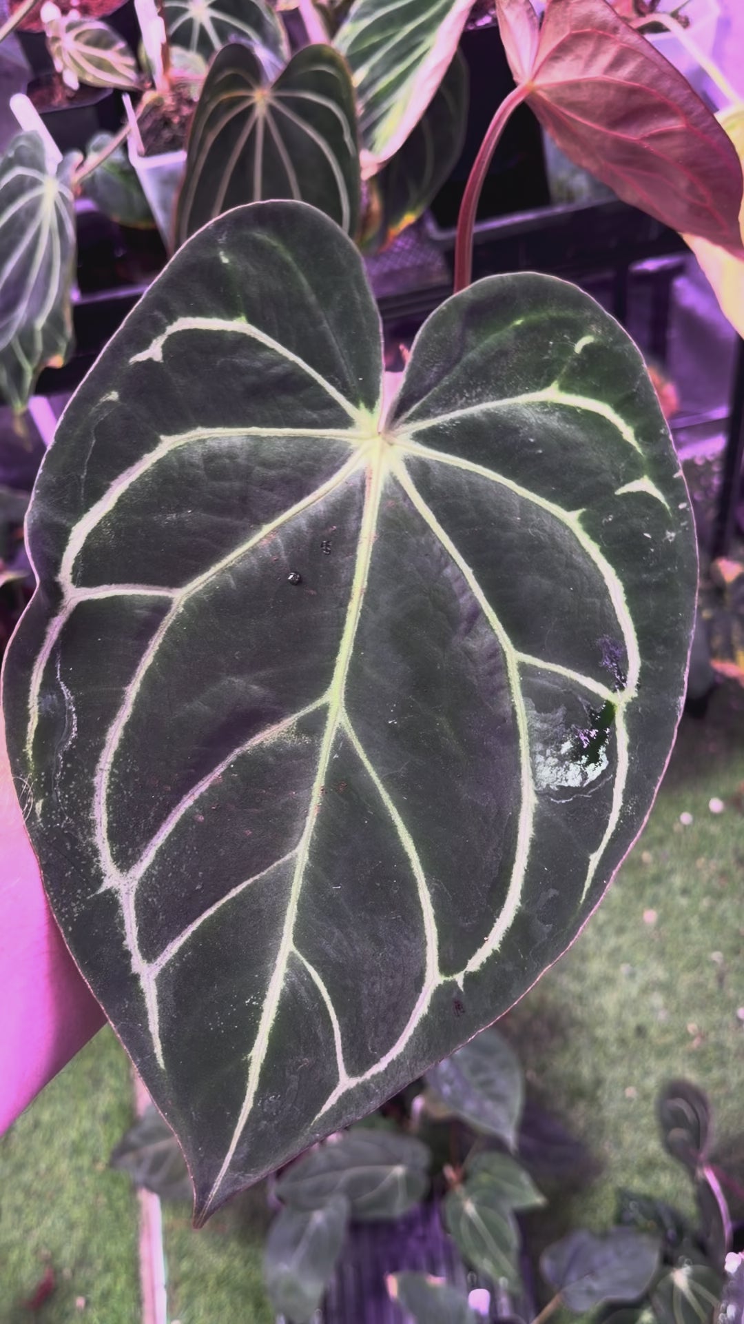 Anthurium carlablackiae RA13 x OG4 - Mature