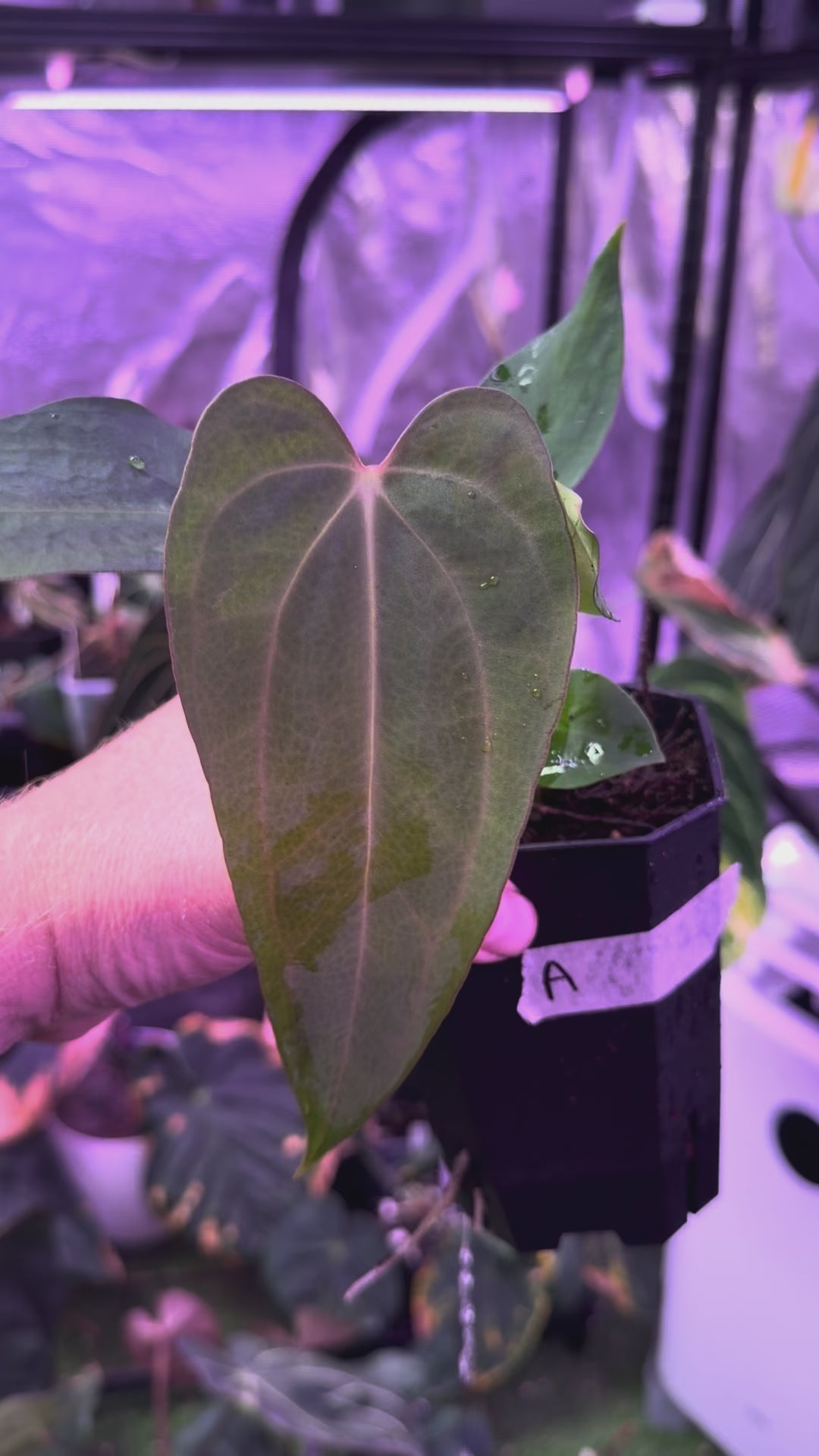 Anthurium sp. nov. DF x carlablackiae "RA5x10" A