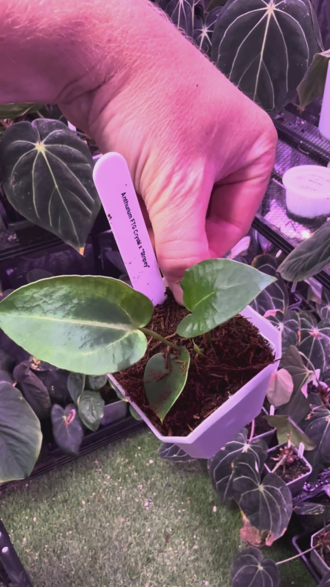 Anthurium FTG F2 x Stripey - A