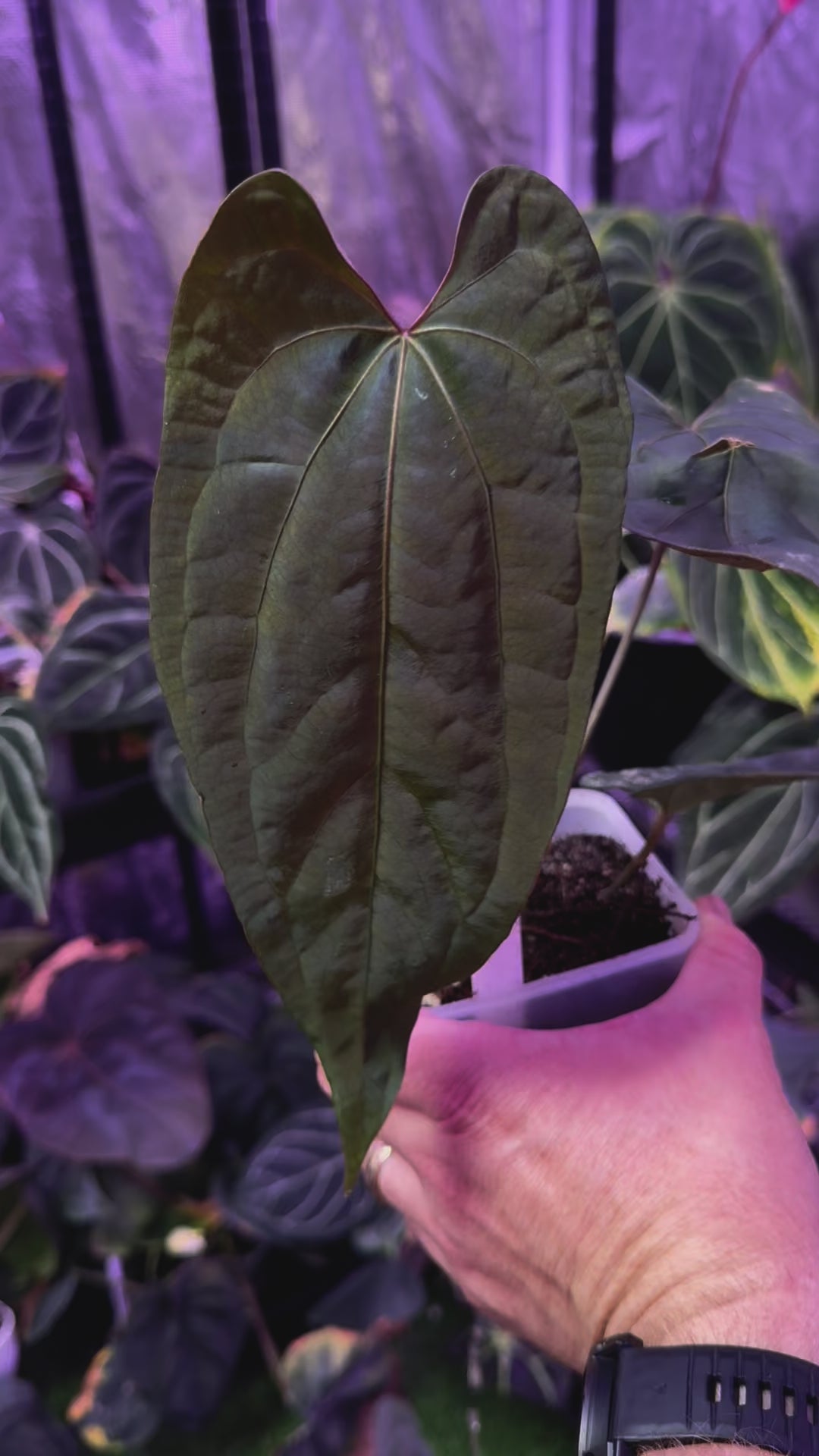 Anthurium Ace Of Spades X ((papillilaminum 'Fort Sherman' x self) x debile)