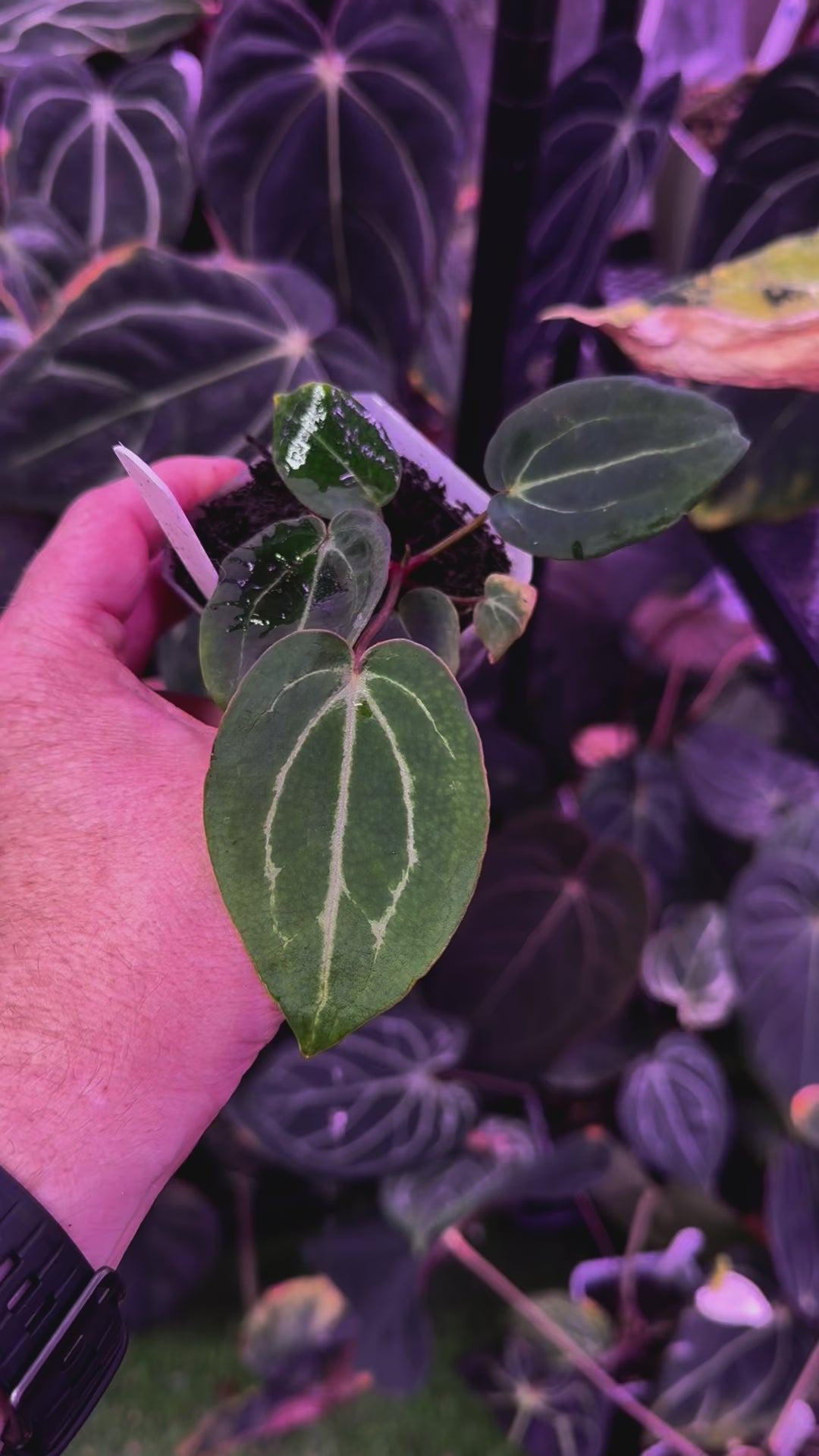 Anthurium Black Widow x Michelle x Self 3