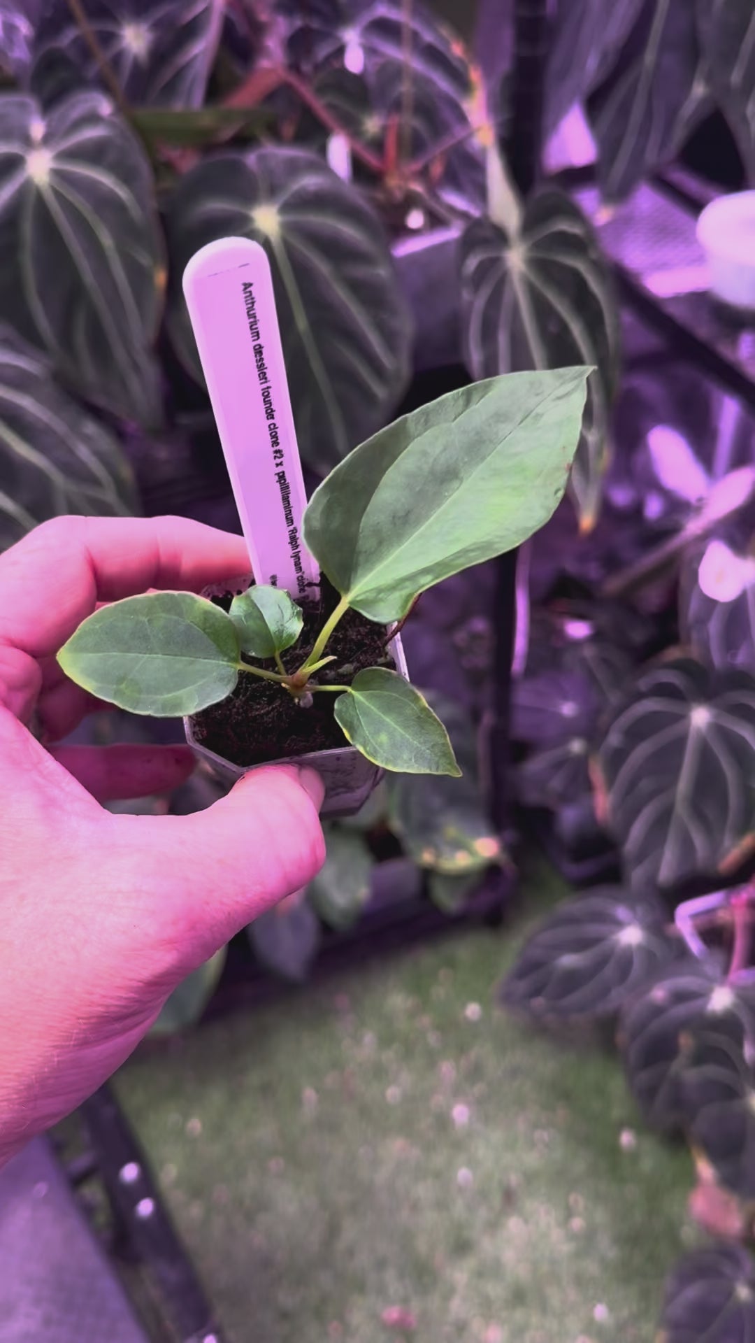 Anthurium dressleri RG Founder clone #2 x papillilaminum "Ralph Lynman" clone B