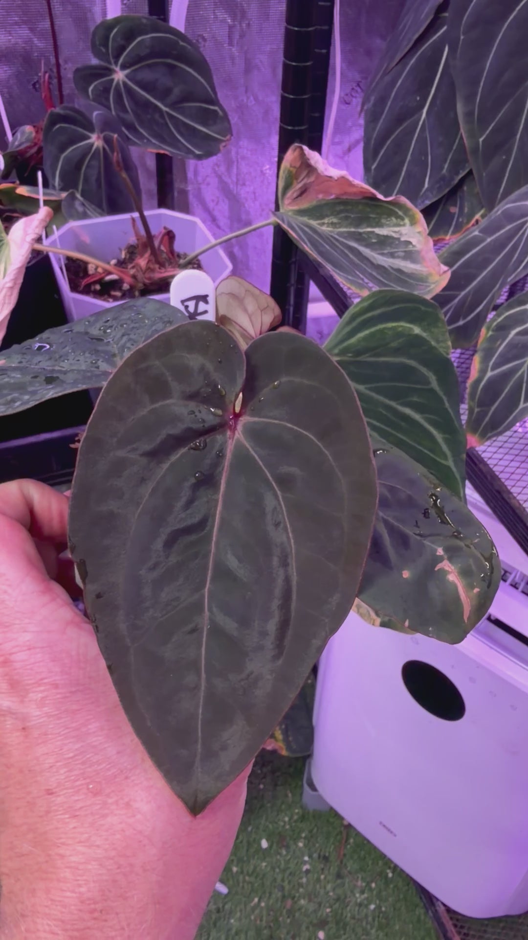 Anthurium Blood Moon