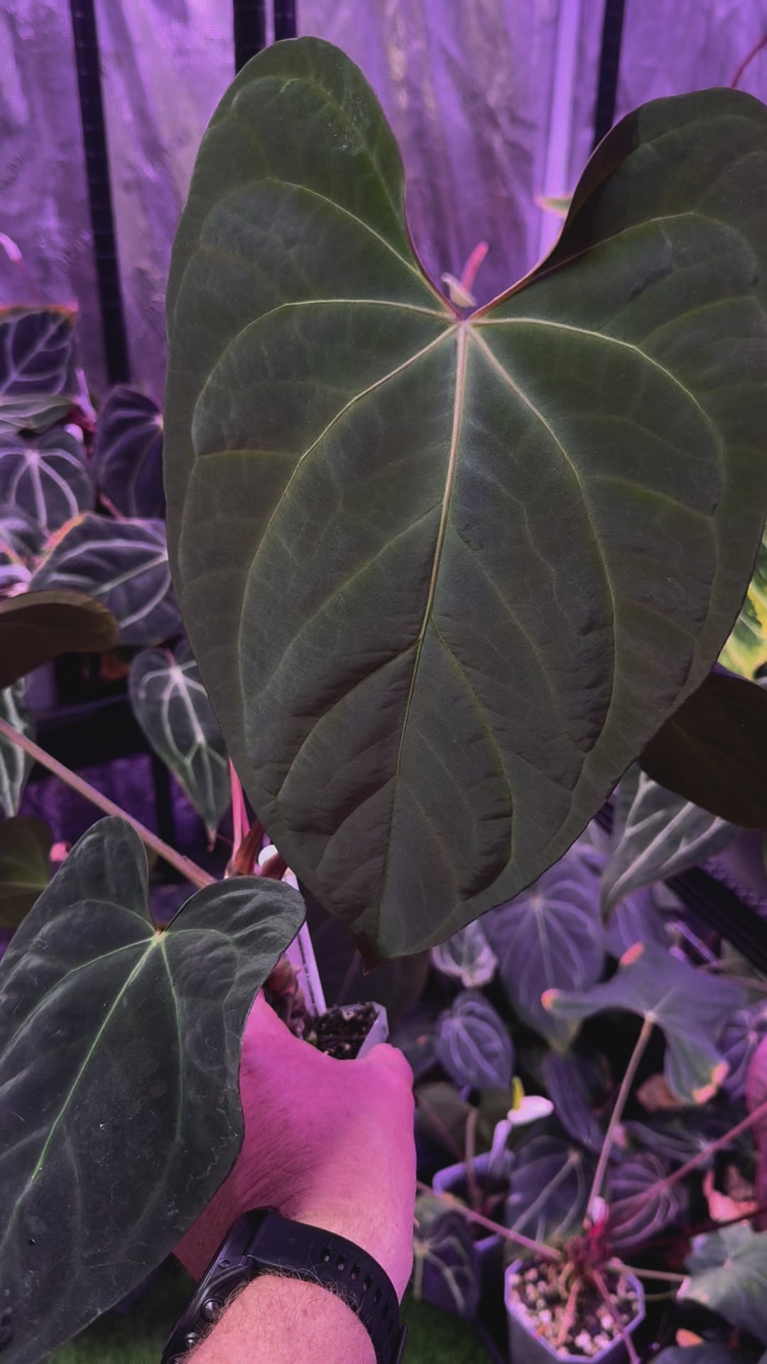 Anthurium (dressleri x carlablackiae) x (dressleri x portillae)