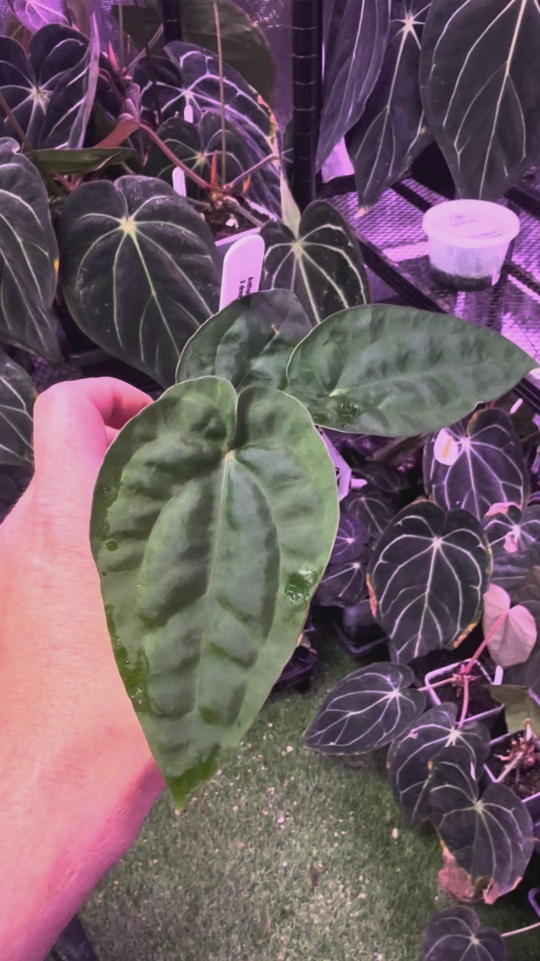Anthurium "Udaka" x dressleri RG founder clone #2 A