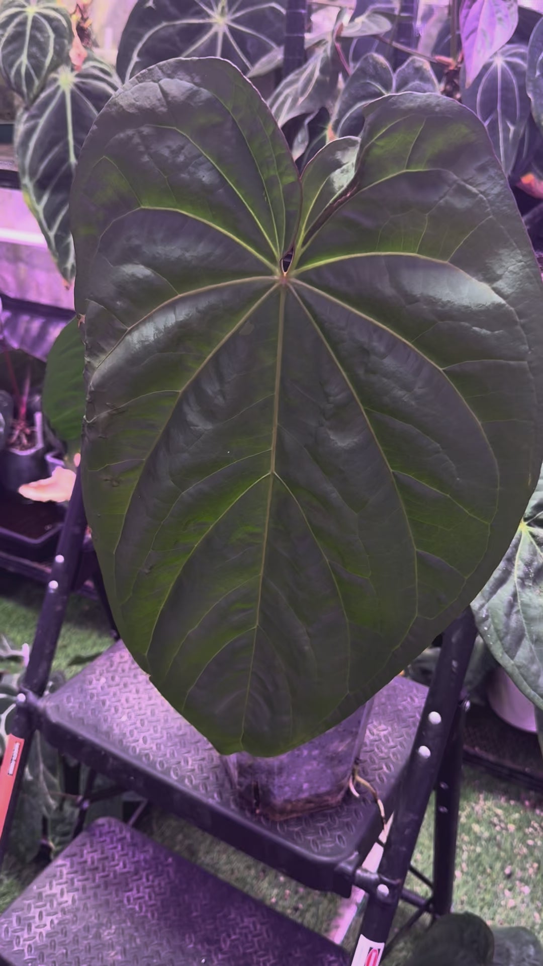 Big Flowering Anthurium Circus Peanuts x Black Widow x Michelle
