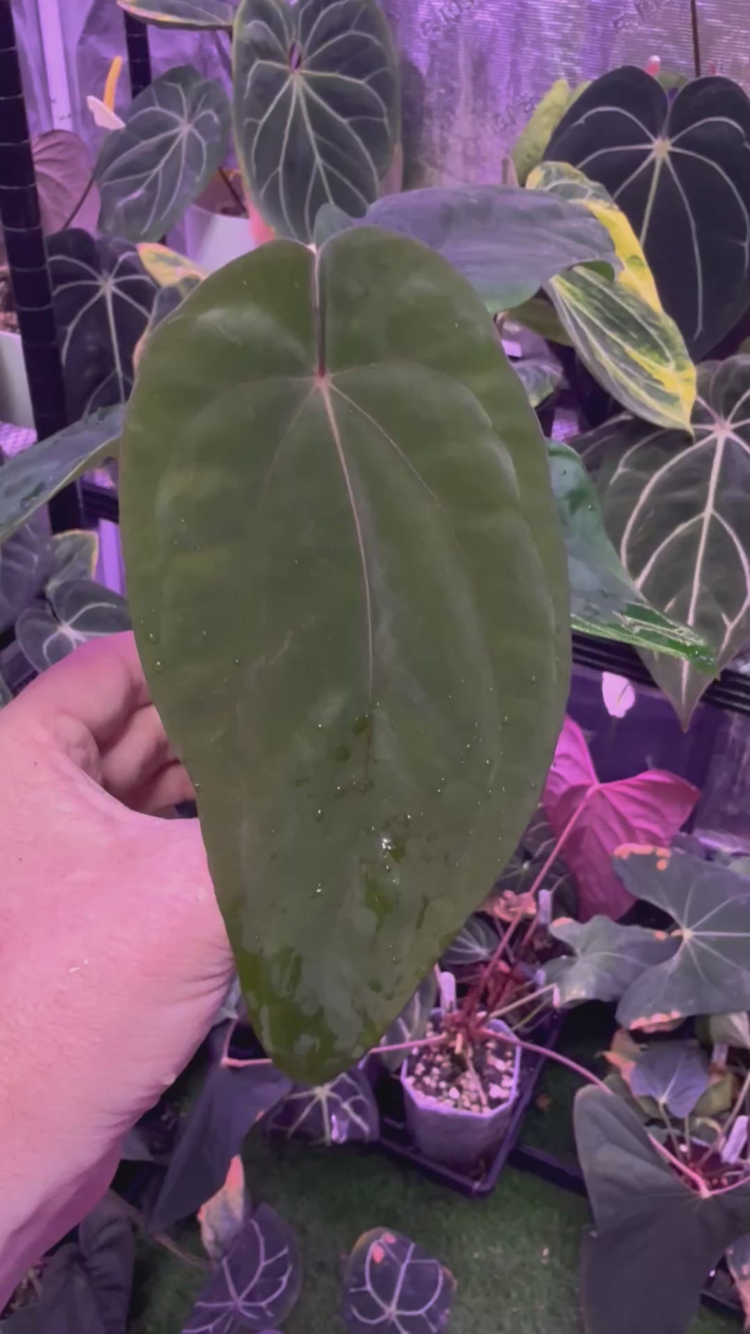 Anthurium dressleri ‘Windy’ x BVEP/antolakii ‘Round x Felix’ D
