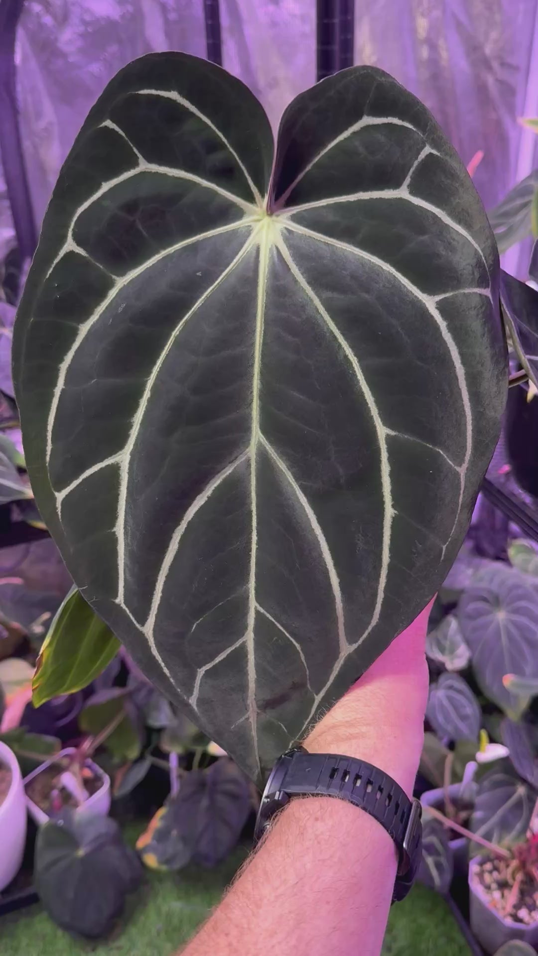 Anthurium carlablackiae “District” x RA8