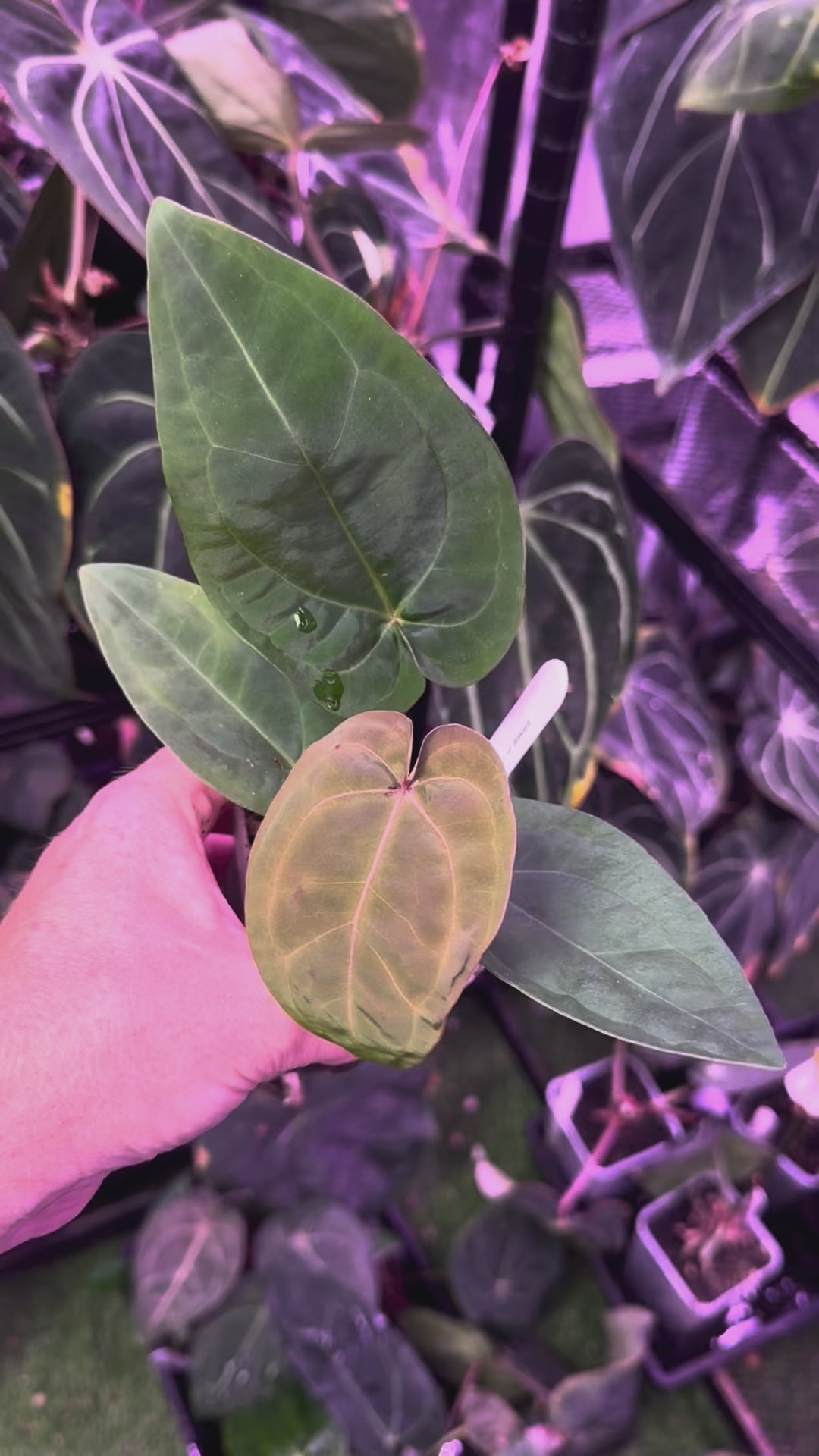 Anthurium "BWMDB Buz1" x dressleri RG founder clone #2 1