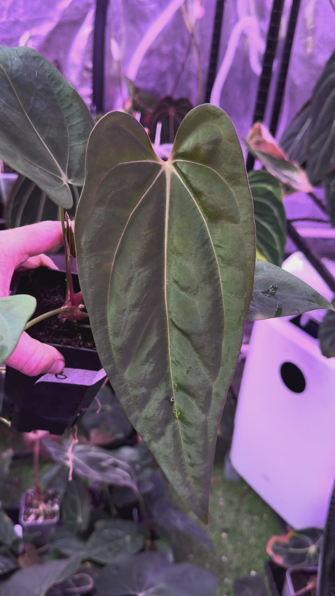Anthurium sp. nov. DF x carlablackiae "RA5x10" B