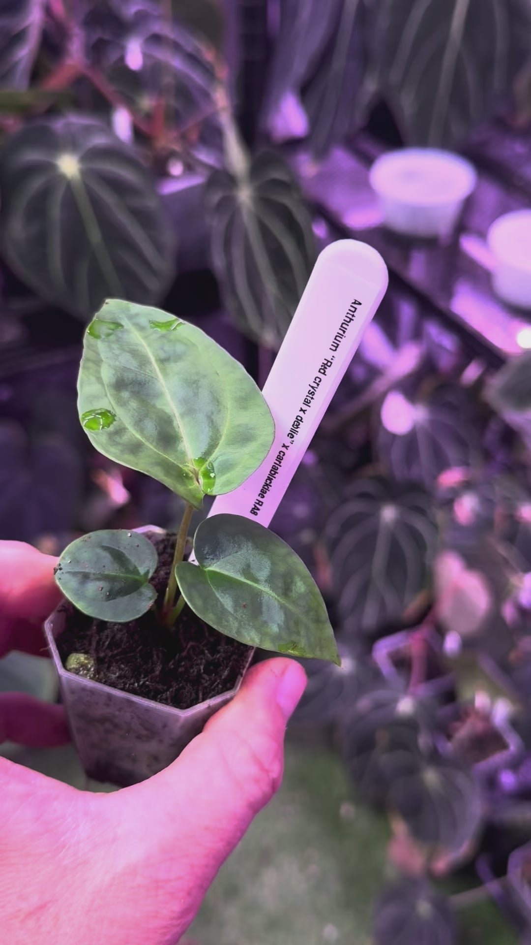 Anthurium (Red crystal x debile) x carlabalckiae RA8 B