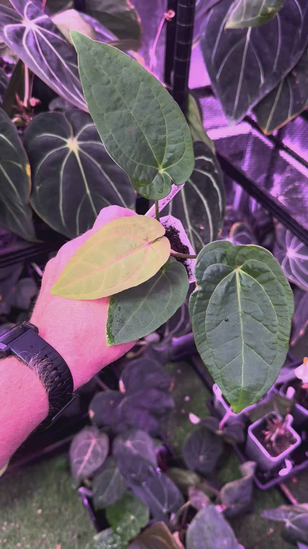 Anthurium "BWMDB Buz1" x dressleri RG founder clone #2