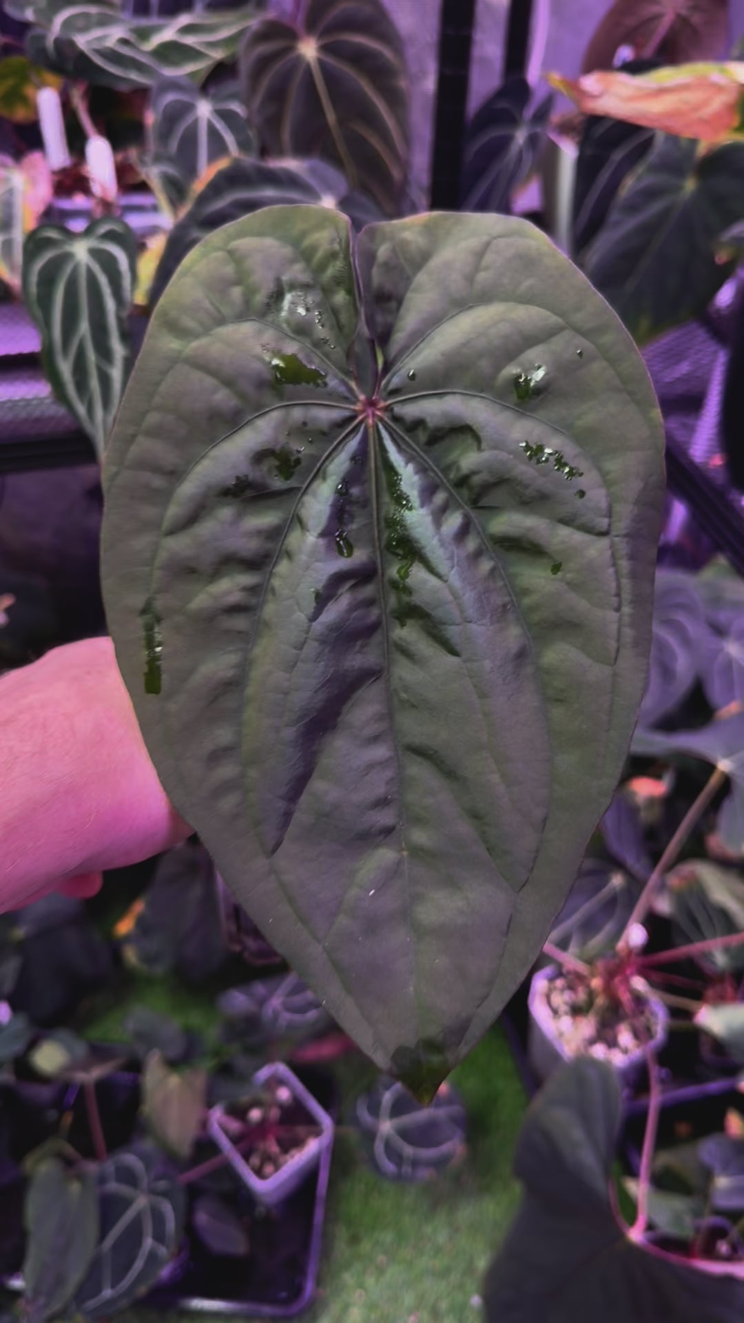Anthurium Circus Peanuts Clone