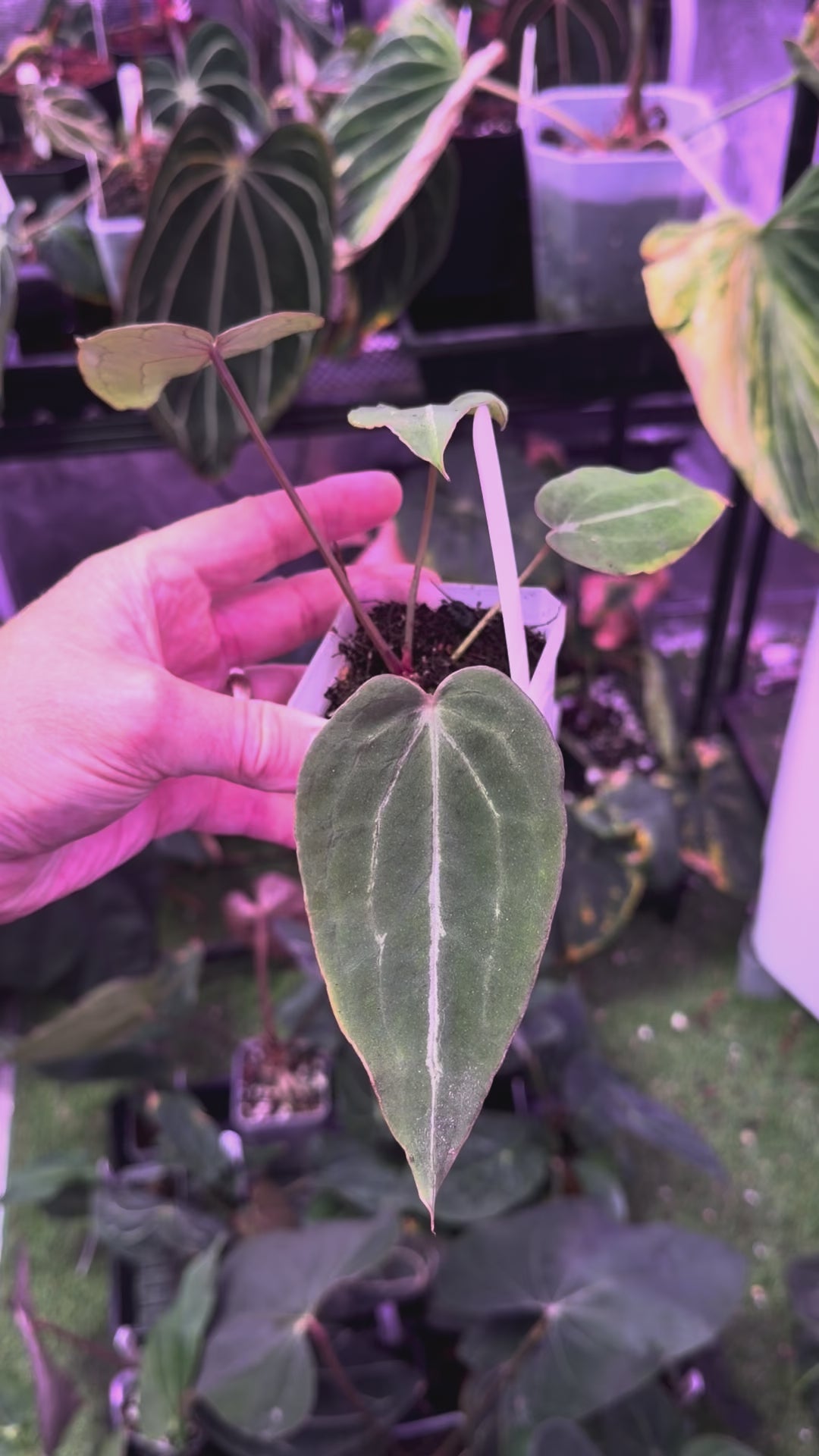 Anthurium Black Widow x Michelle x Self A (Hold Back)