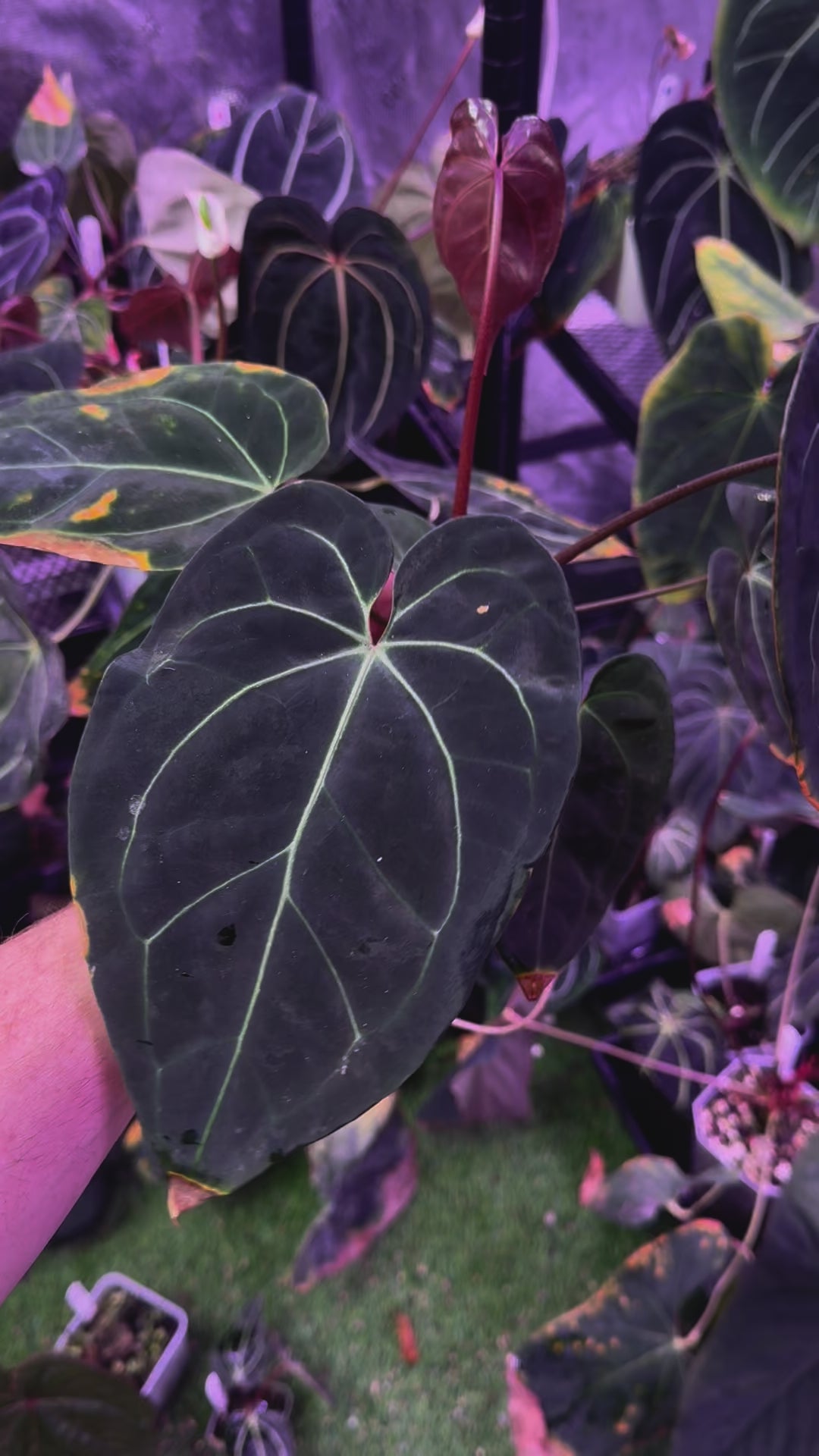 Anthurium lost tag
