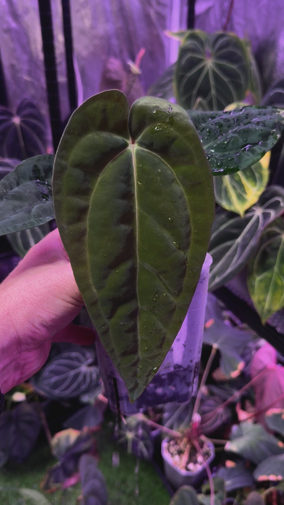 Anthurium papillilaminum RA6 x carlablackiae RA6x5 III