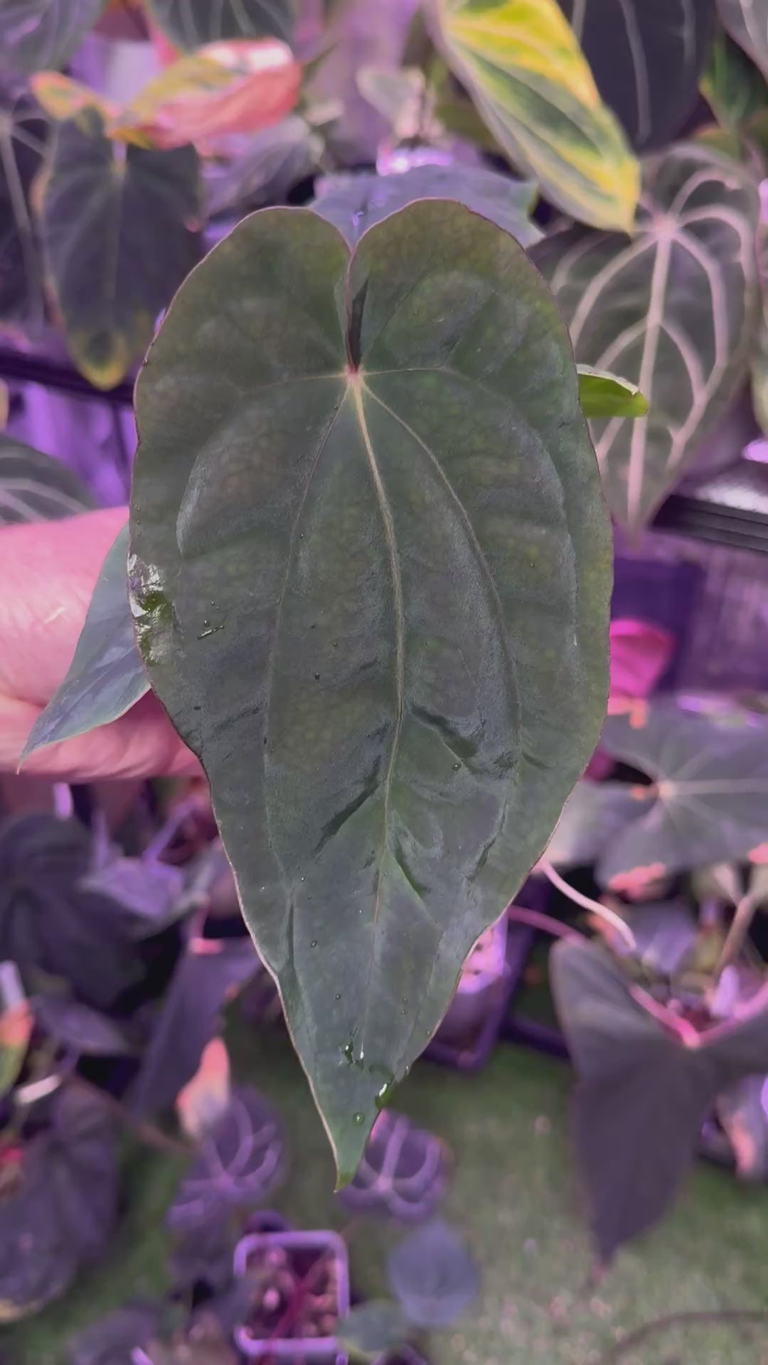 Anthurium dressleri ‘Windy’ x BVEP/antolakii ‘Round x Felix’ E
