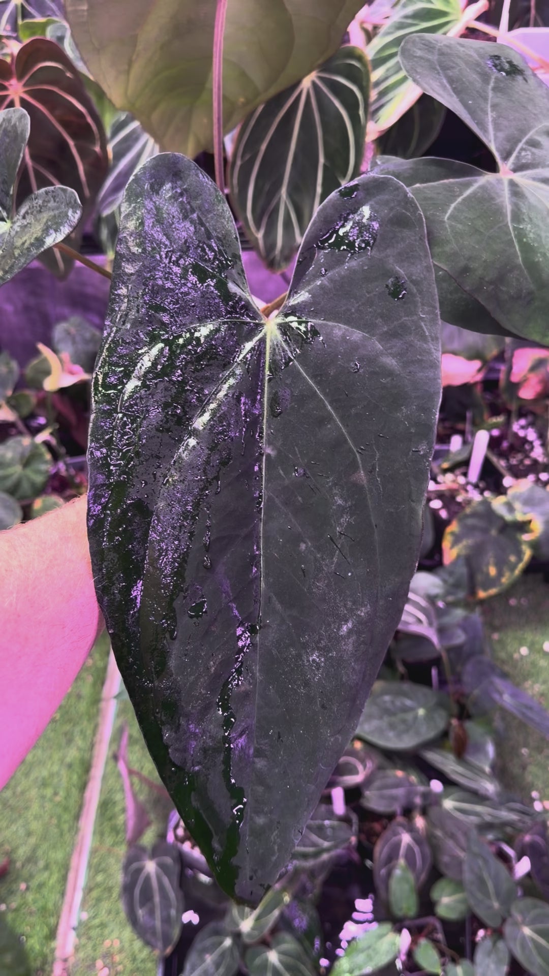 Anthurium (dressleriRG F2 x carlablackiae "Amanda") x NSE portillae