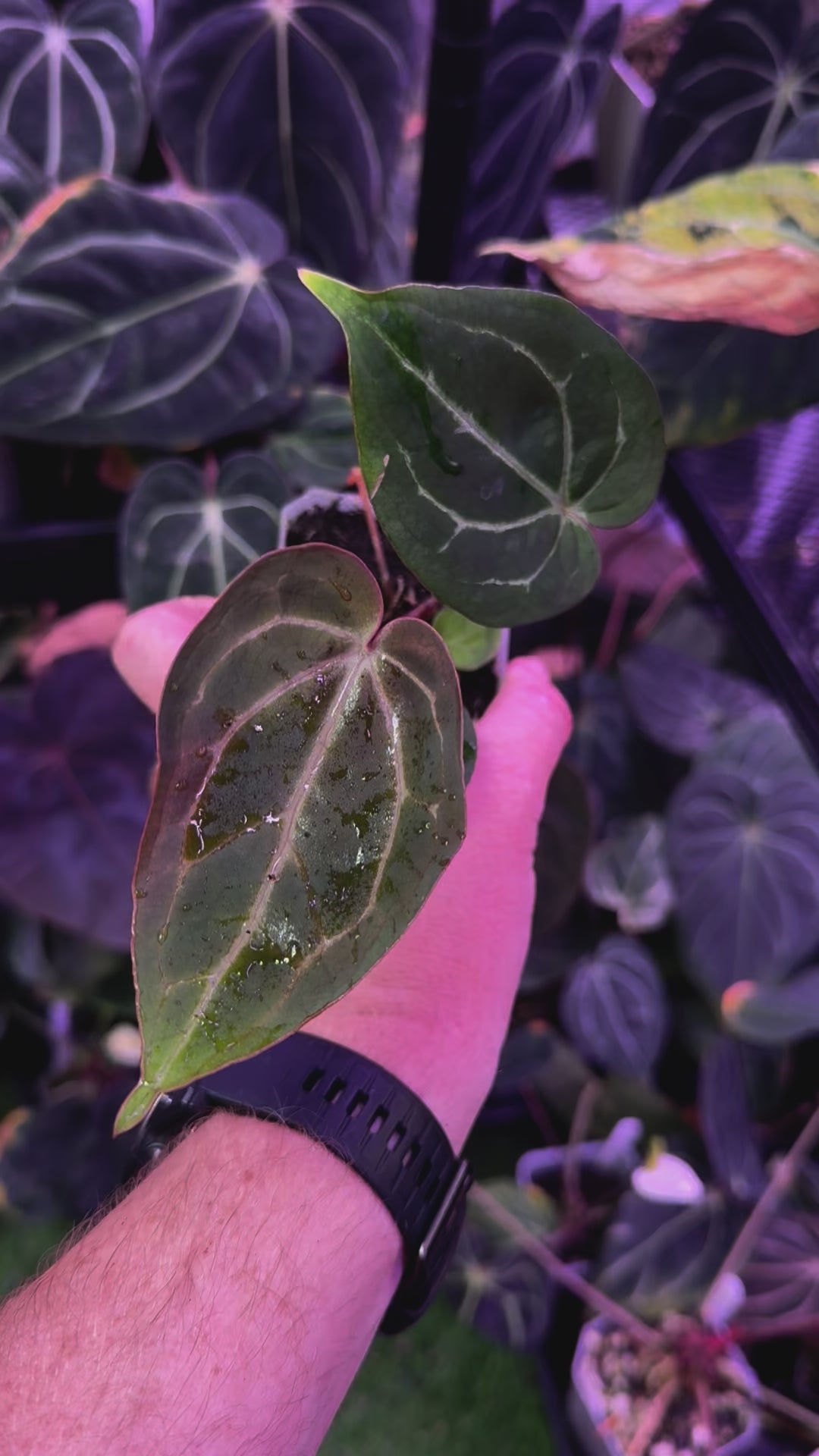 Anthurium Black Widow x Michelle x Self 1