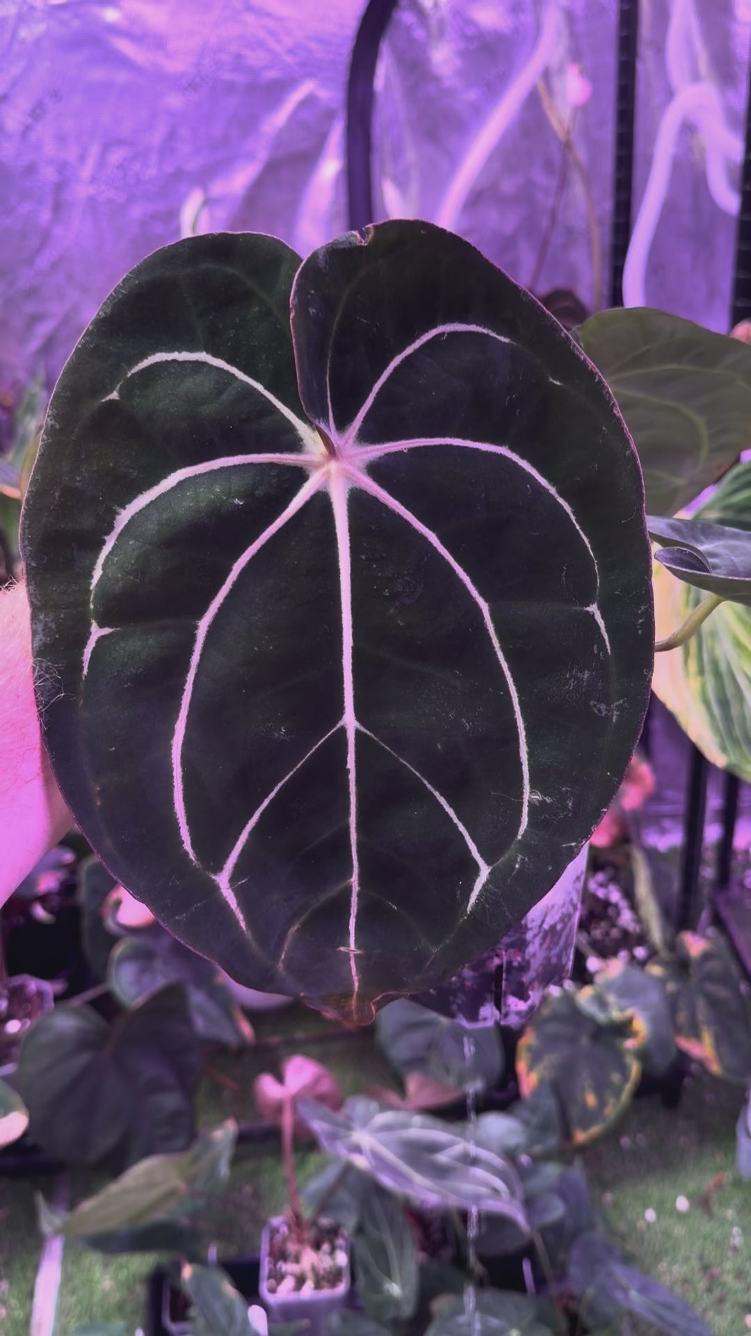 Anthurium carlablackiae "RA10 x Buz 1" - mature