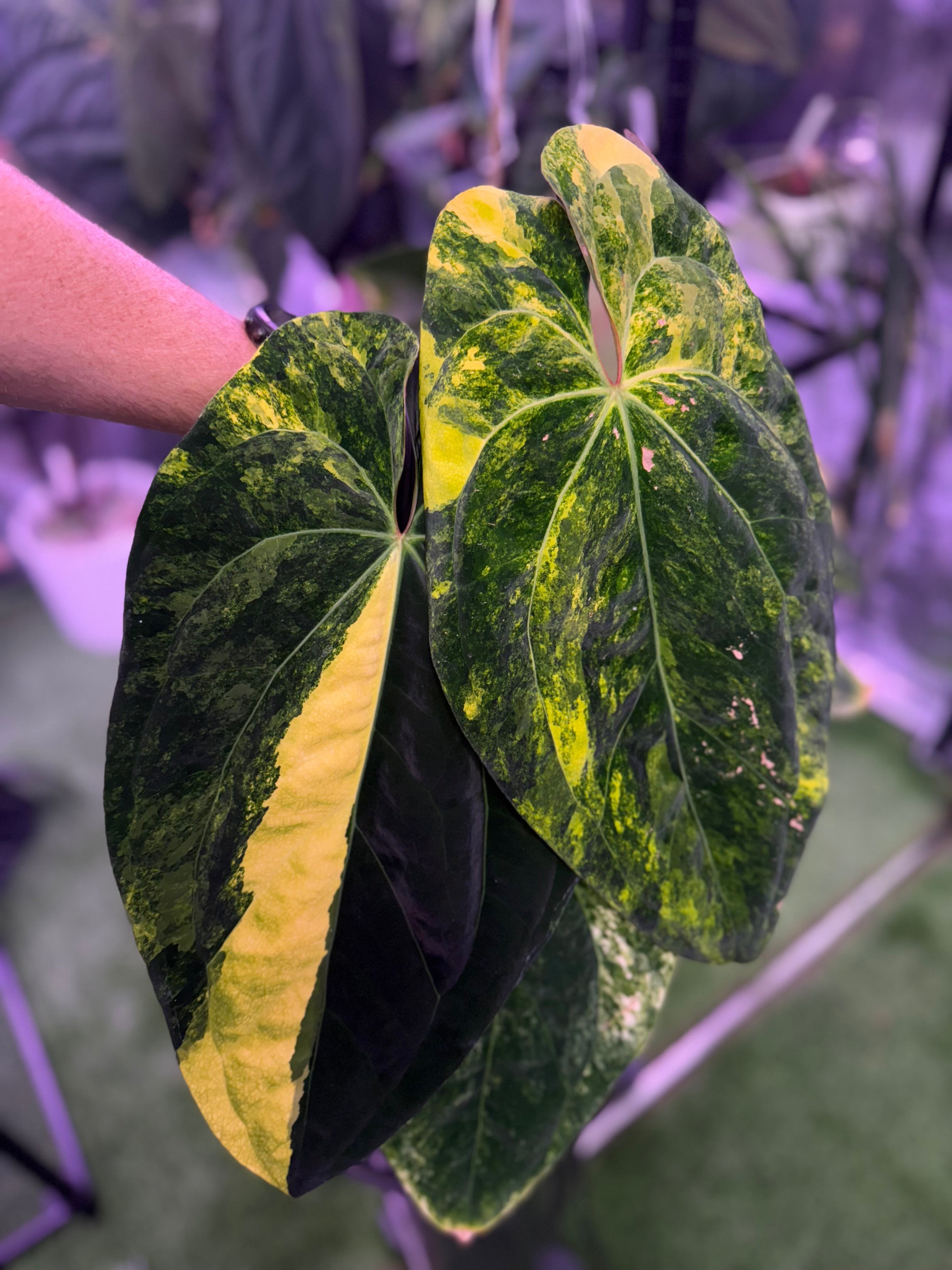Anthurium Pap x RVDP