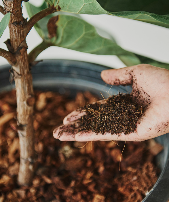 Fertilizer Regime