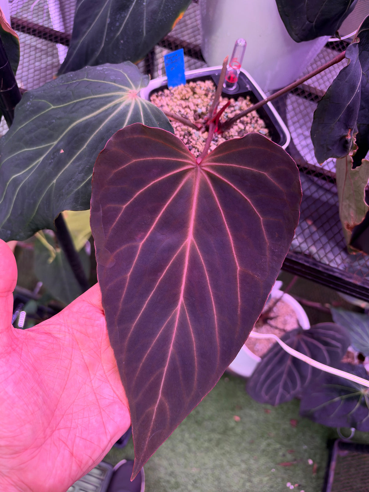 Anthurium Hybrids