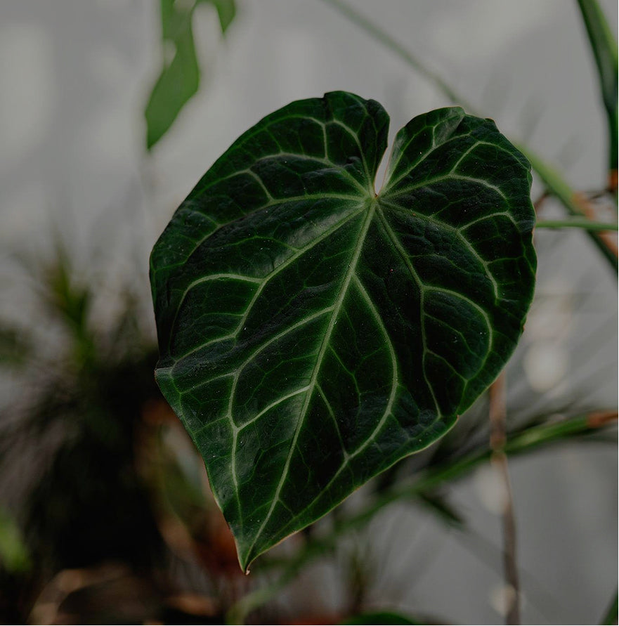 Anthurium Hybrids
