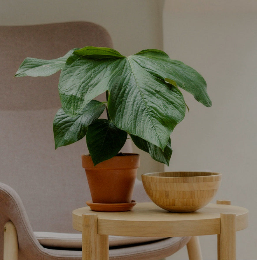 Anthurium Species