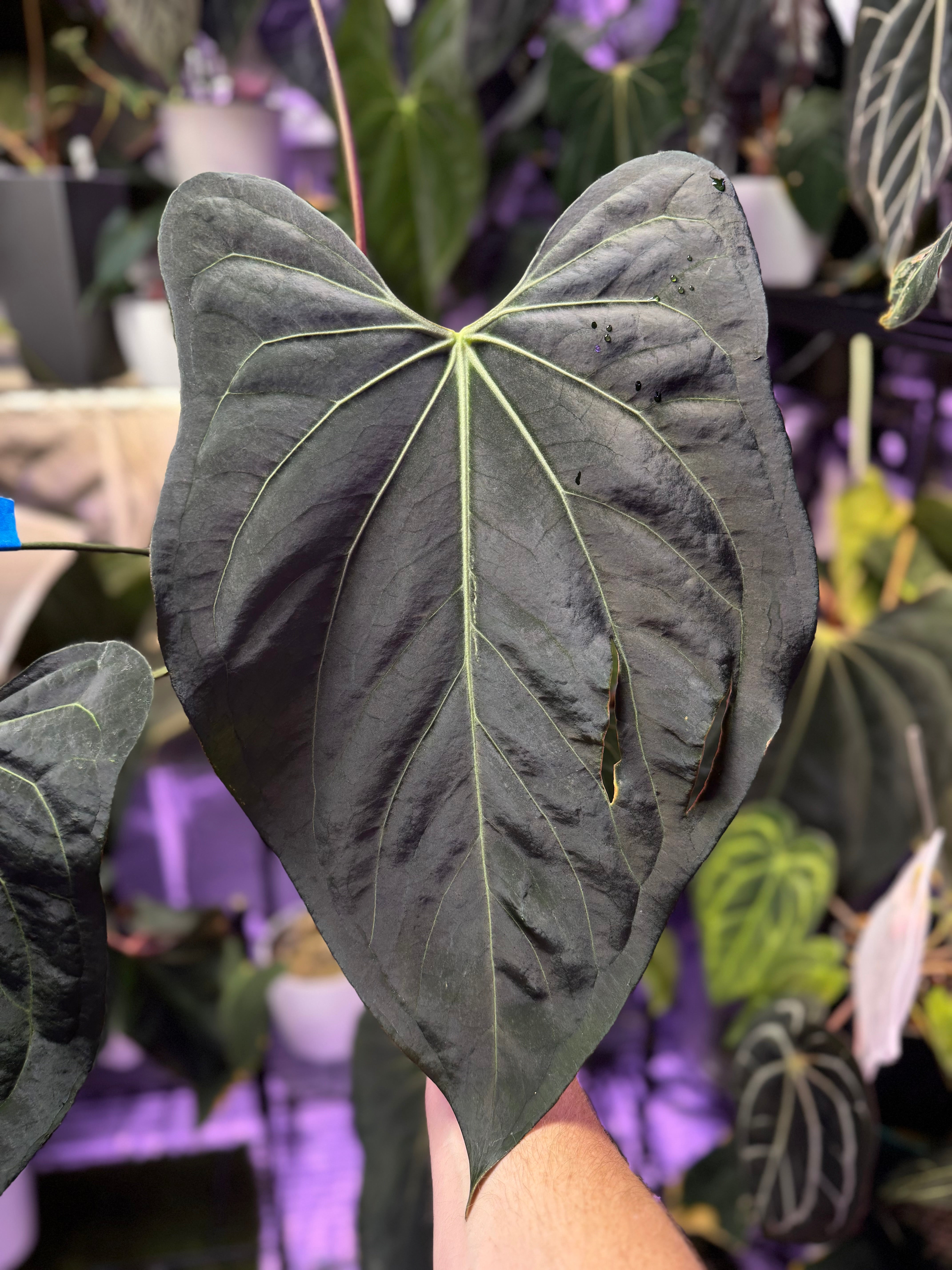 Anthurium carlablackiae X sp. nov. DF - RA Clone